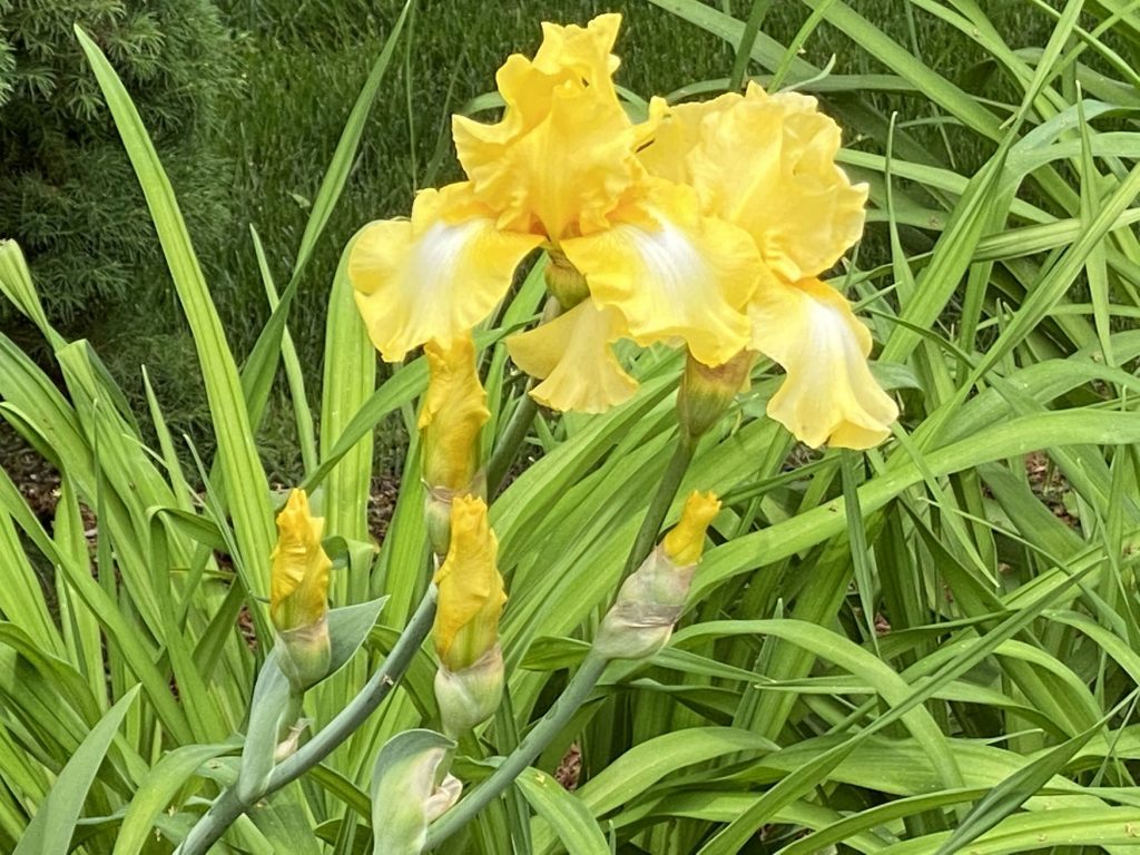 It's the weekend! Number 208, Yellow and White Irises