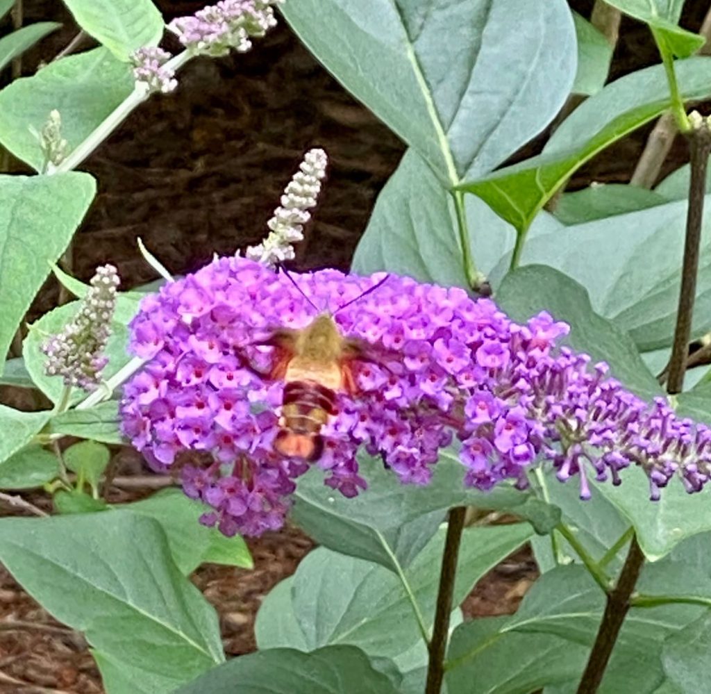 It's the weekend! Number 213, Clearwing Sphinx Moth on Our Butterfly Bush