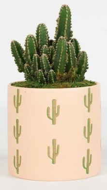 Gifts for Your Hosts, Bouqs Company's Desert Fairy Tale Cactus Plant