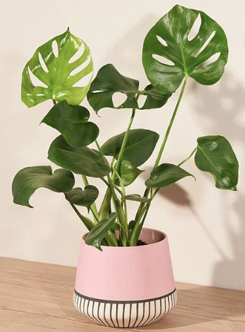 Gifts for Your Hosts, Bouqs Company's Monstera Magic Plant