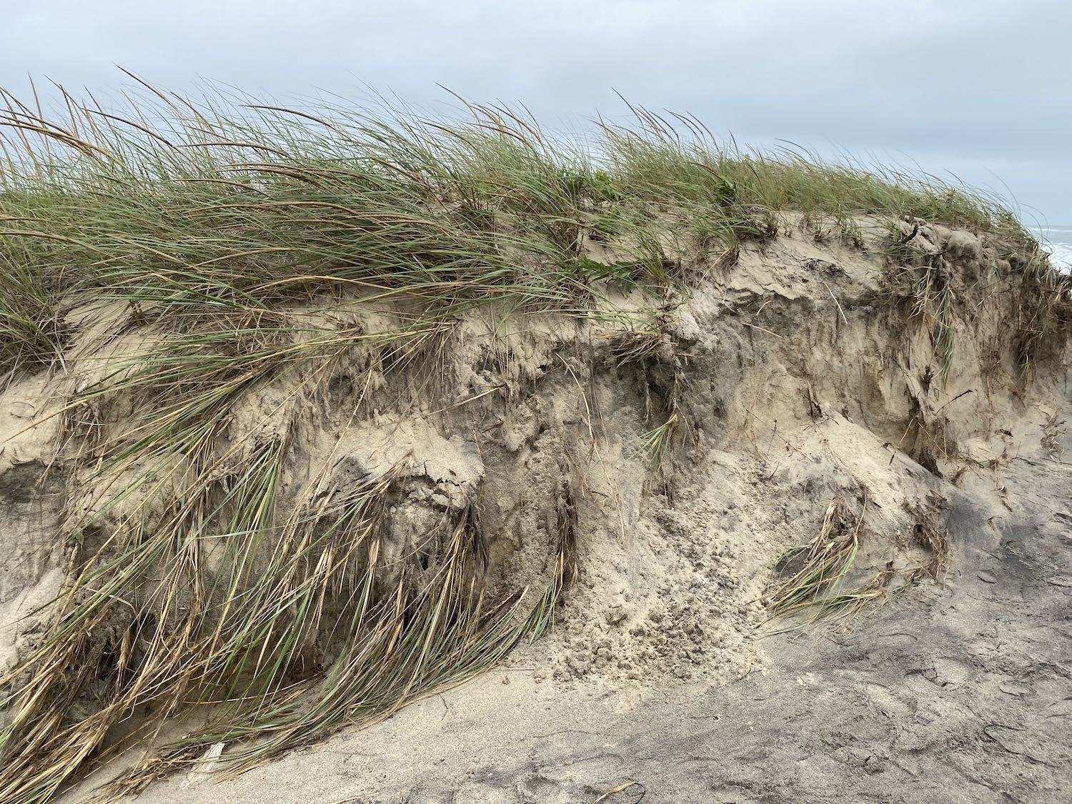 It's the weekend! Number 220, Sand Dune and Sea Grass Blown by the Wind