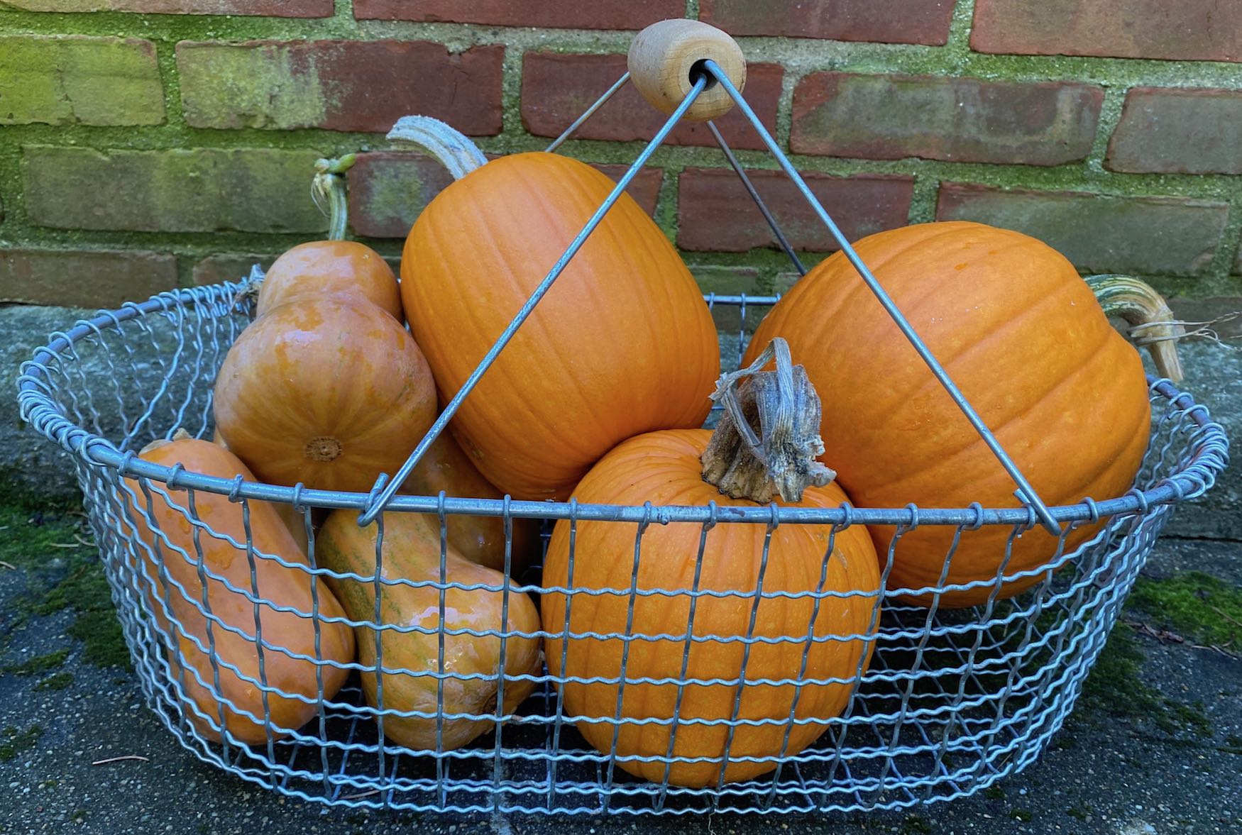 Squash and Sugar Pumpkins from My Garden