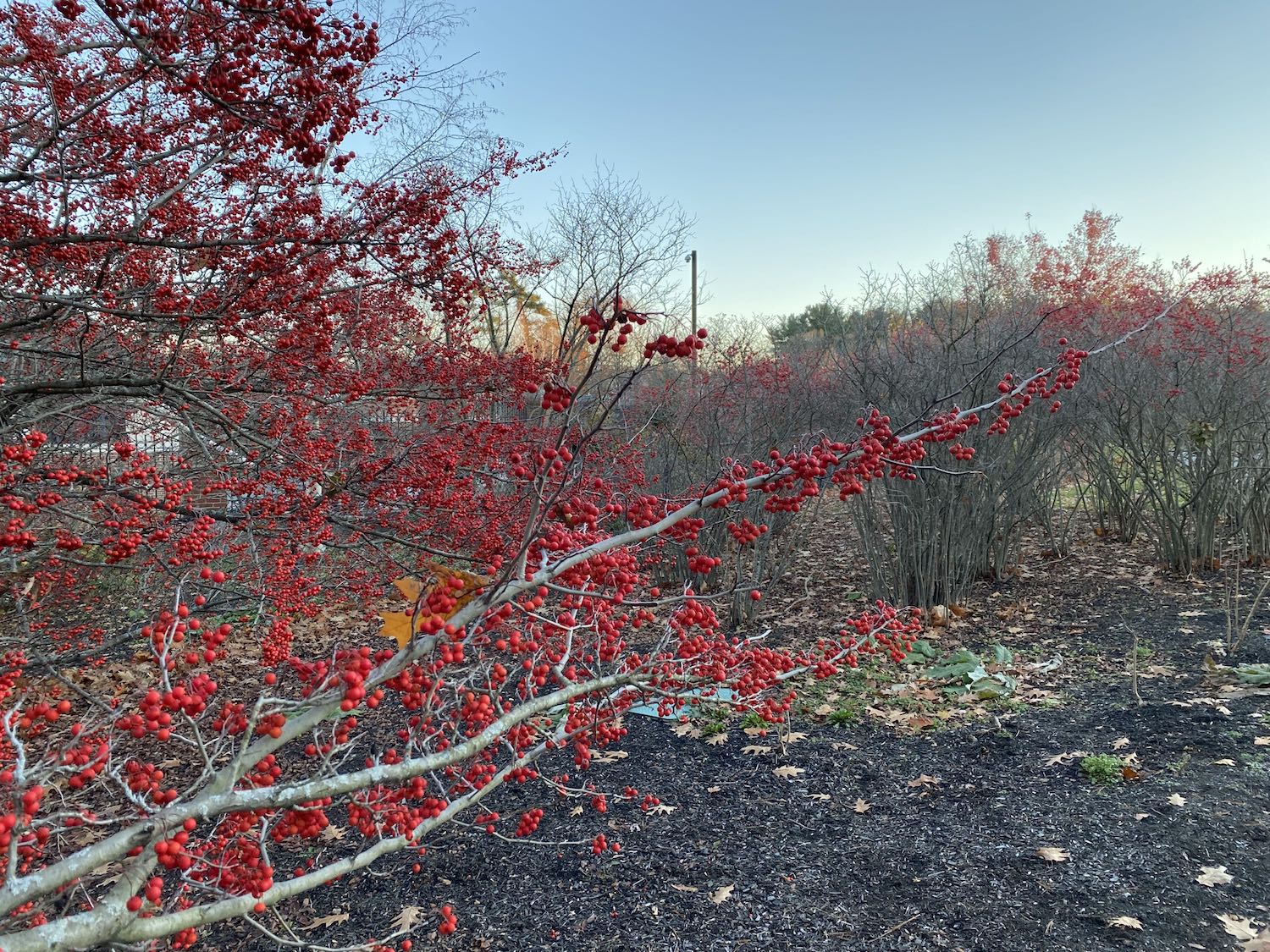Red Berries, Fresh Pond Reservation Loop Trail