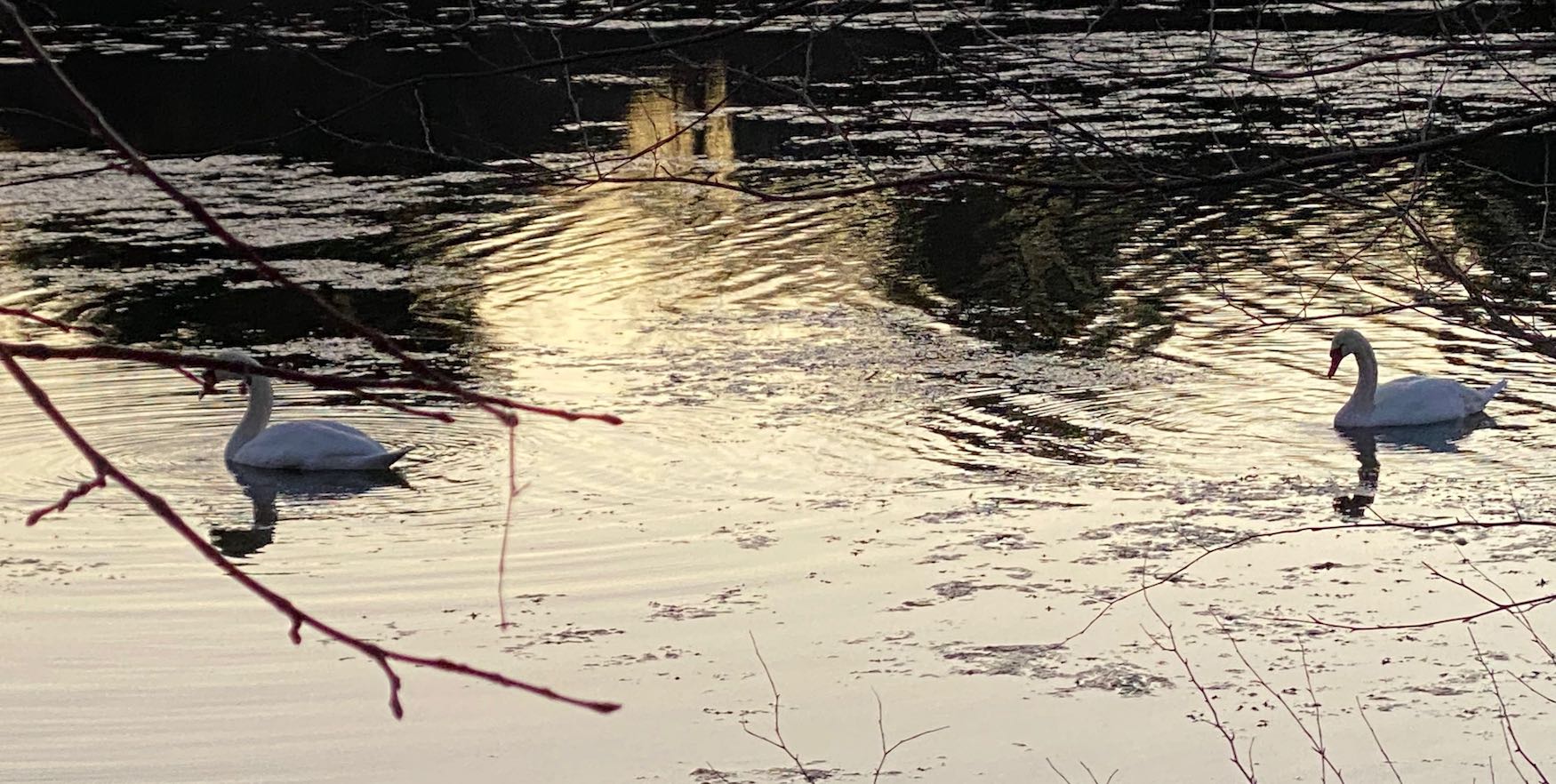 Swans on Pond, Fresh Pond Reservation Loop Trail
