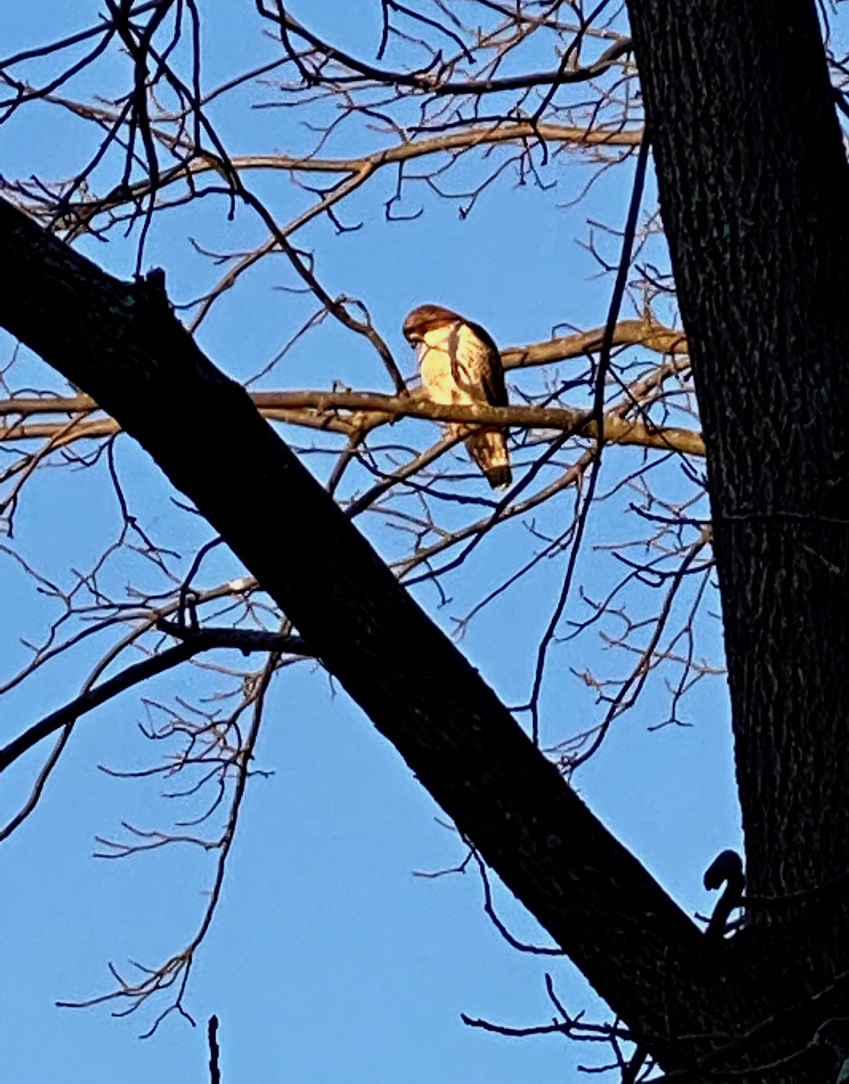 Red Tailed Hawk, Fresh Pond Reservation Loop Trail