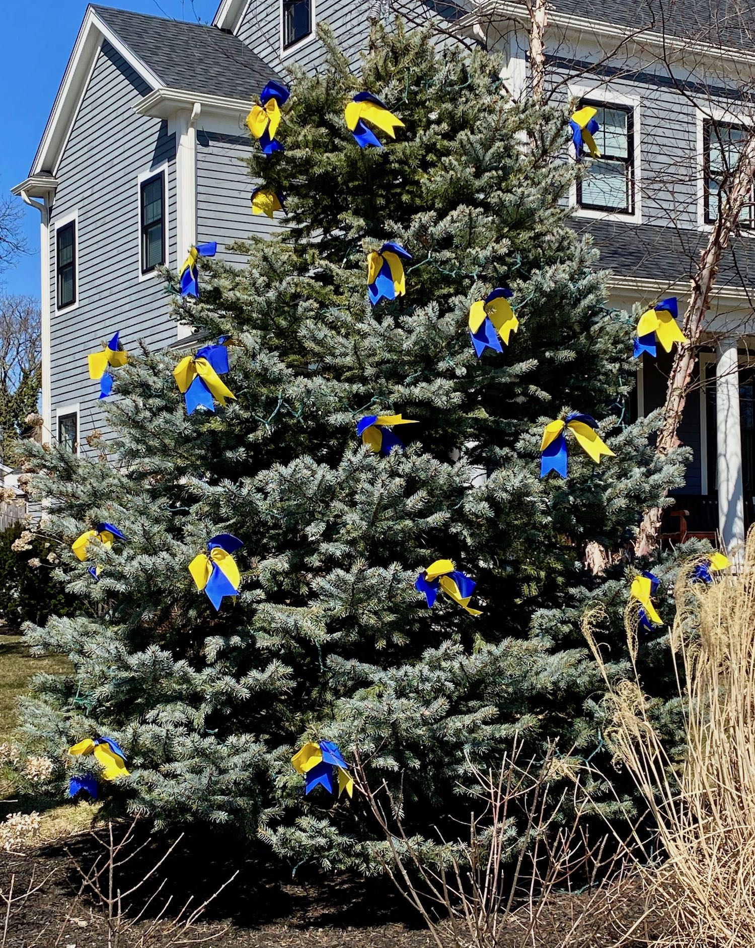 It's the weekend! Number 239, A Tree Adorned with the Colors of the Ukrainian Flag in Arlington, MA