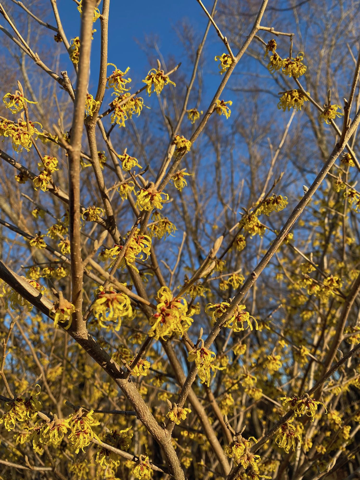 It's the weekend! Number 240, Witch Hazel in bloom at the Arlington Reservoir