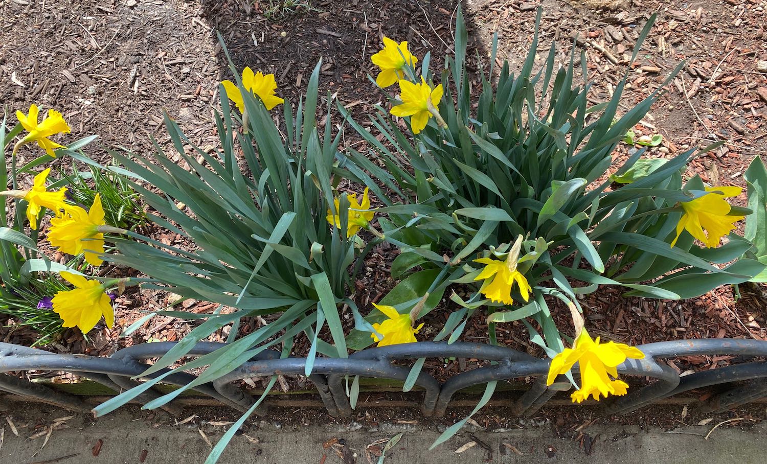 Daffodils on Prospect St. in Brooklyn, NY