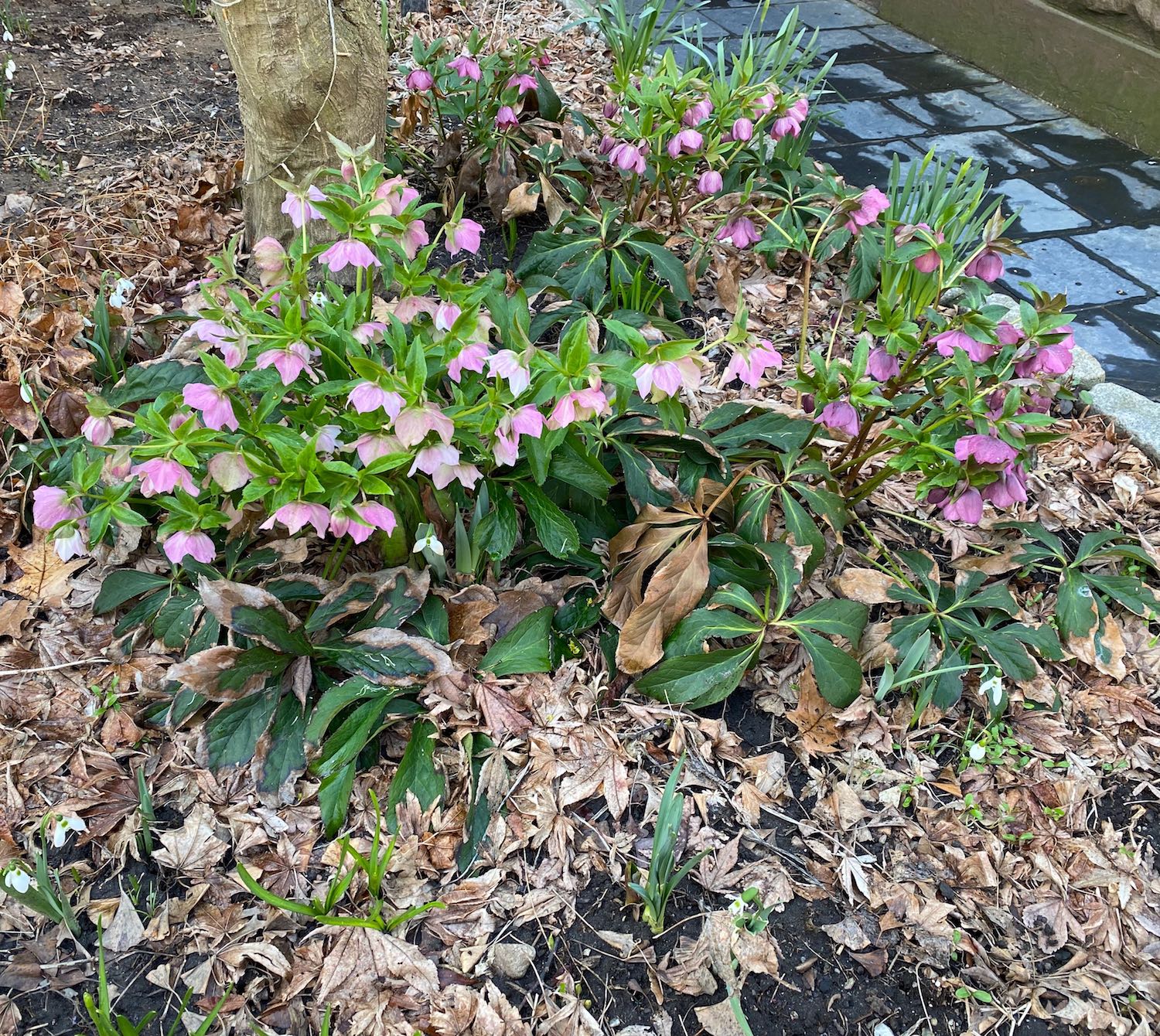 Hellebores and Snowdrops in a Yard on Prospect St. in Brooklyn, NY