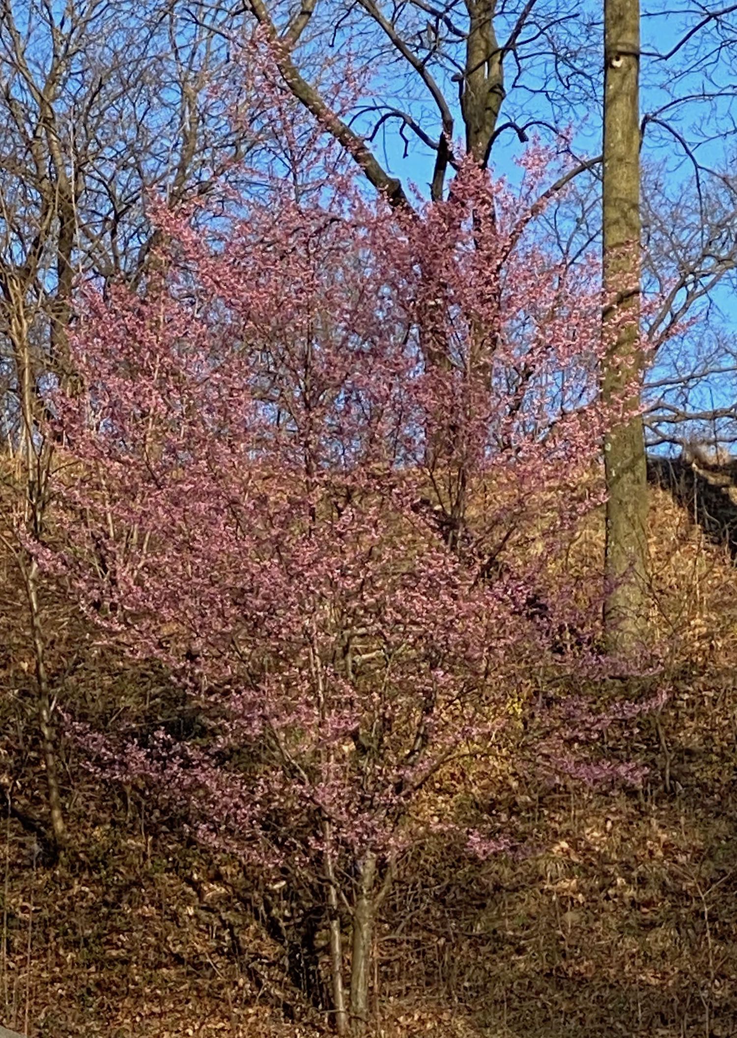 Pink Flowering Tree in Green-Wood Cemetery, Brooklyn NY