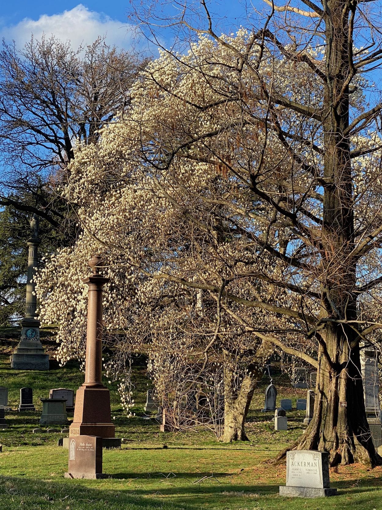White Flowering Tree in Green-Wood Cemetery, Brooklyn NY