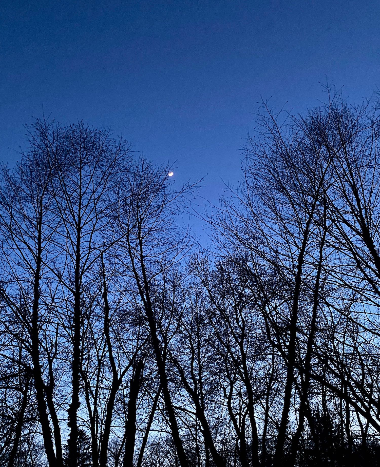 It's the weekend! Number 244, Dusk and the Moon in My Backyard