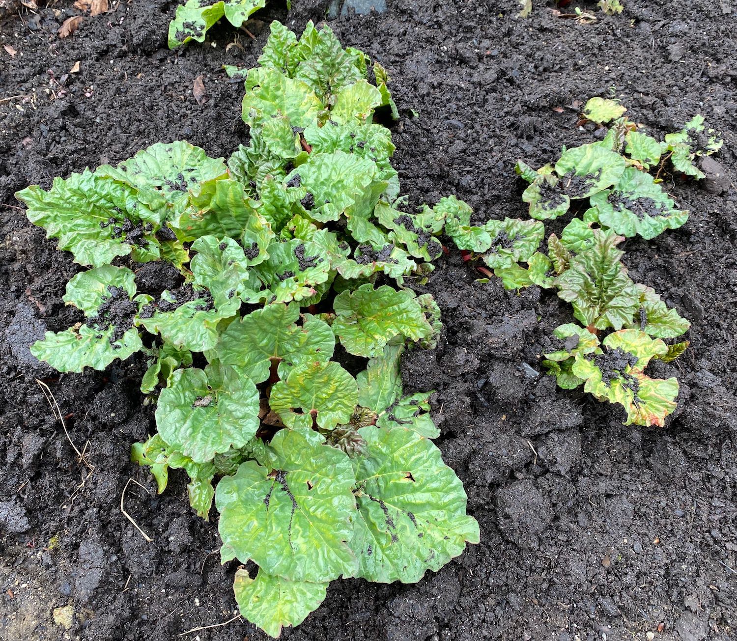 It's the weekend! Number 242, Rhubarb Plants in Their Freshly Composted Bed