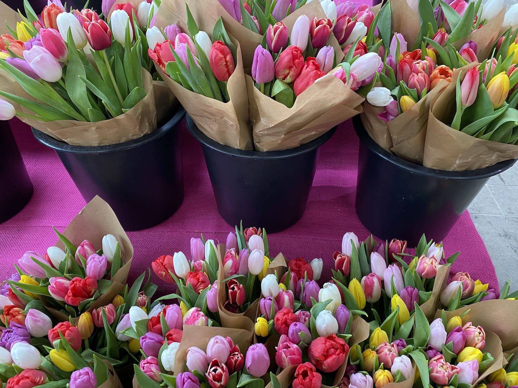 It's the weekend! Number 248, Tulips for Sale at a Local Farm Stand