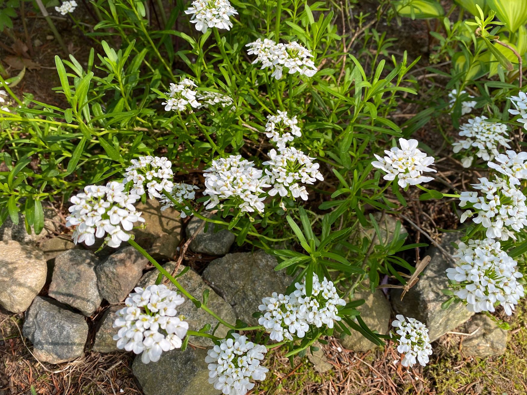 Candytuft Blooms