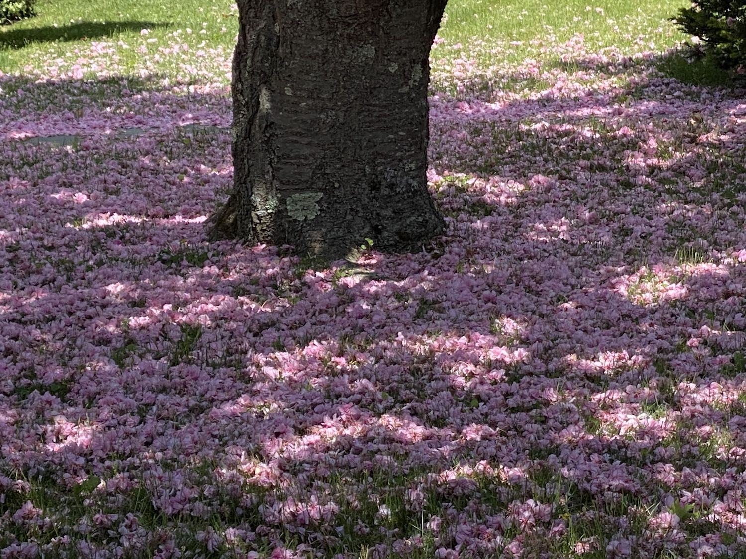 It's the weekend! Number 249, A Carpet of Cherry Blossoms