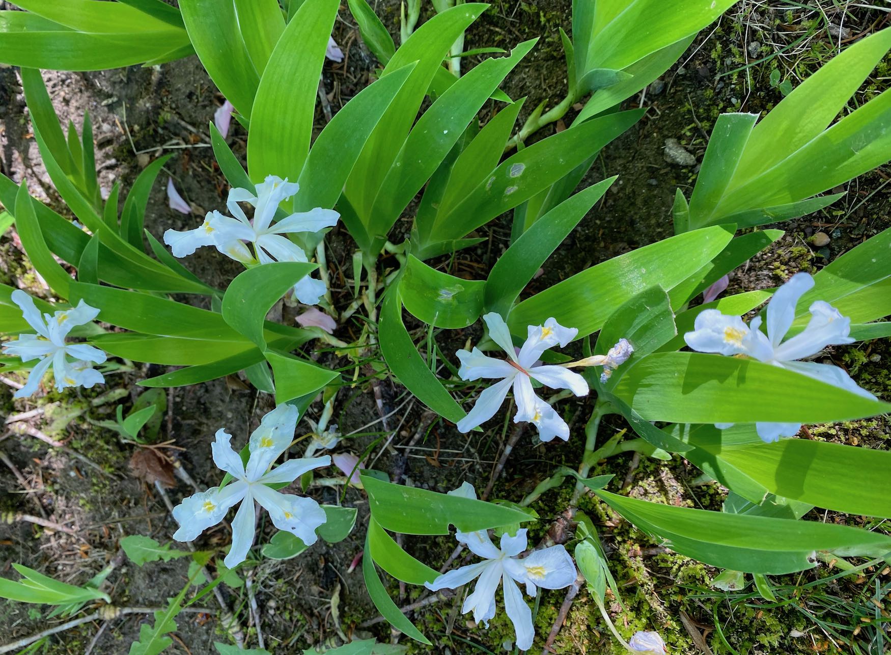 White Dwarf Irises