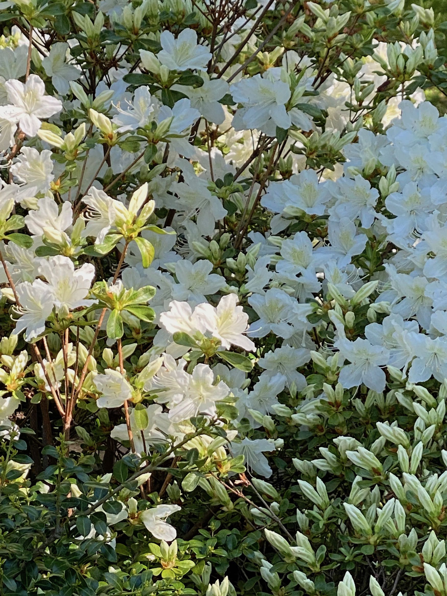 White Azaleas Partially in Bloom