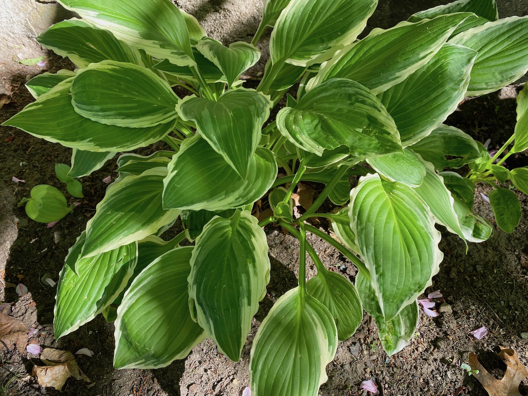 White-Edged Hosta Plant