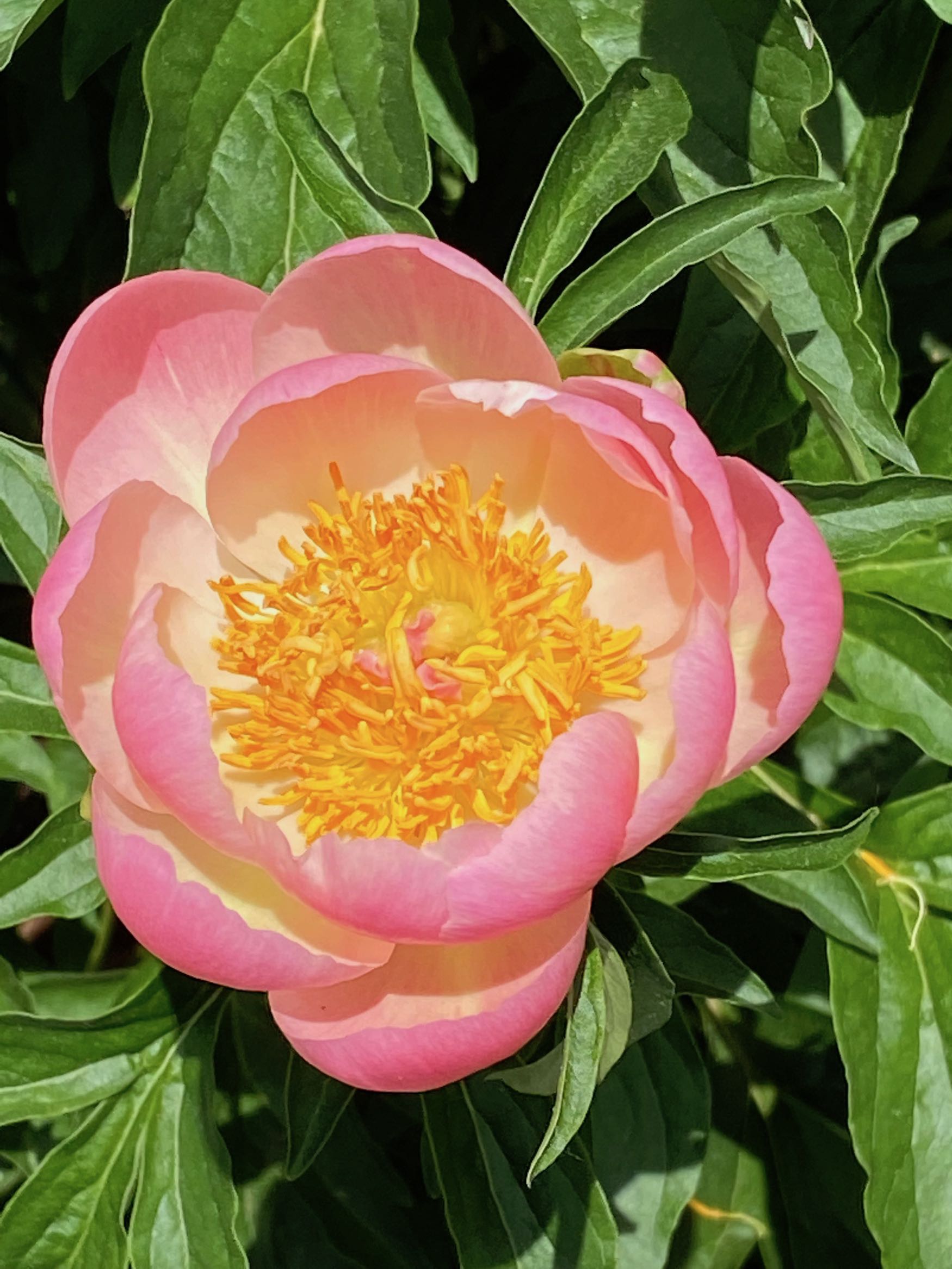 Light Pink and Yellow Peony Bloom