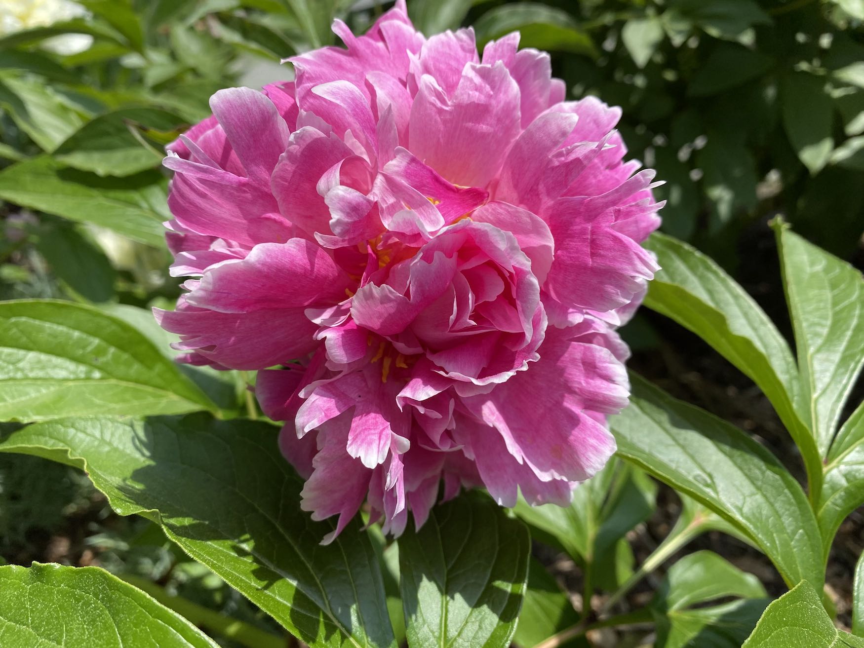 Pink Peony with White Edges