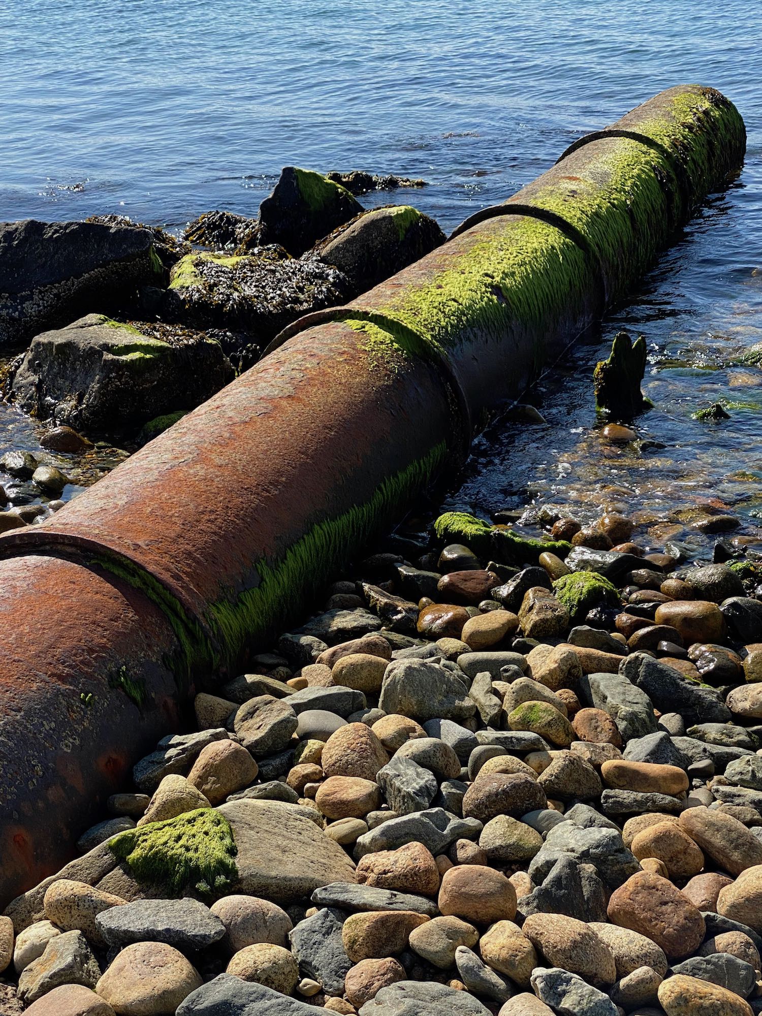 It's the weekend! Number 251, Old, Long-Unused, Seaweed Covered Pipe on a Rocky Martha's Vineyard Beach