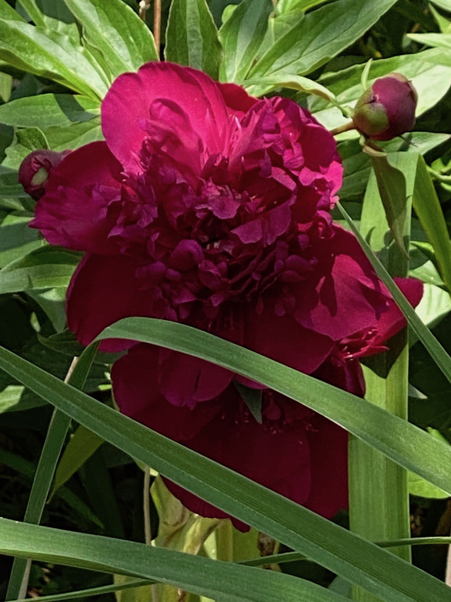 It's the weekend! Number 253, A Single Red Peony, Partly in Shadow