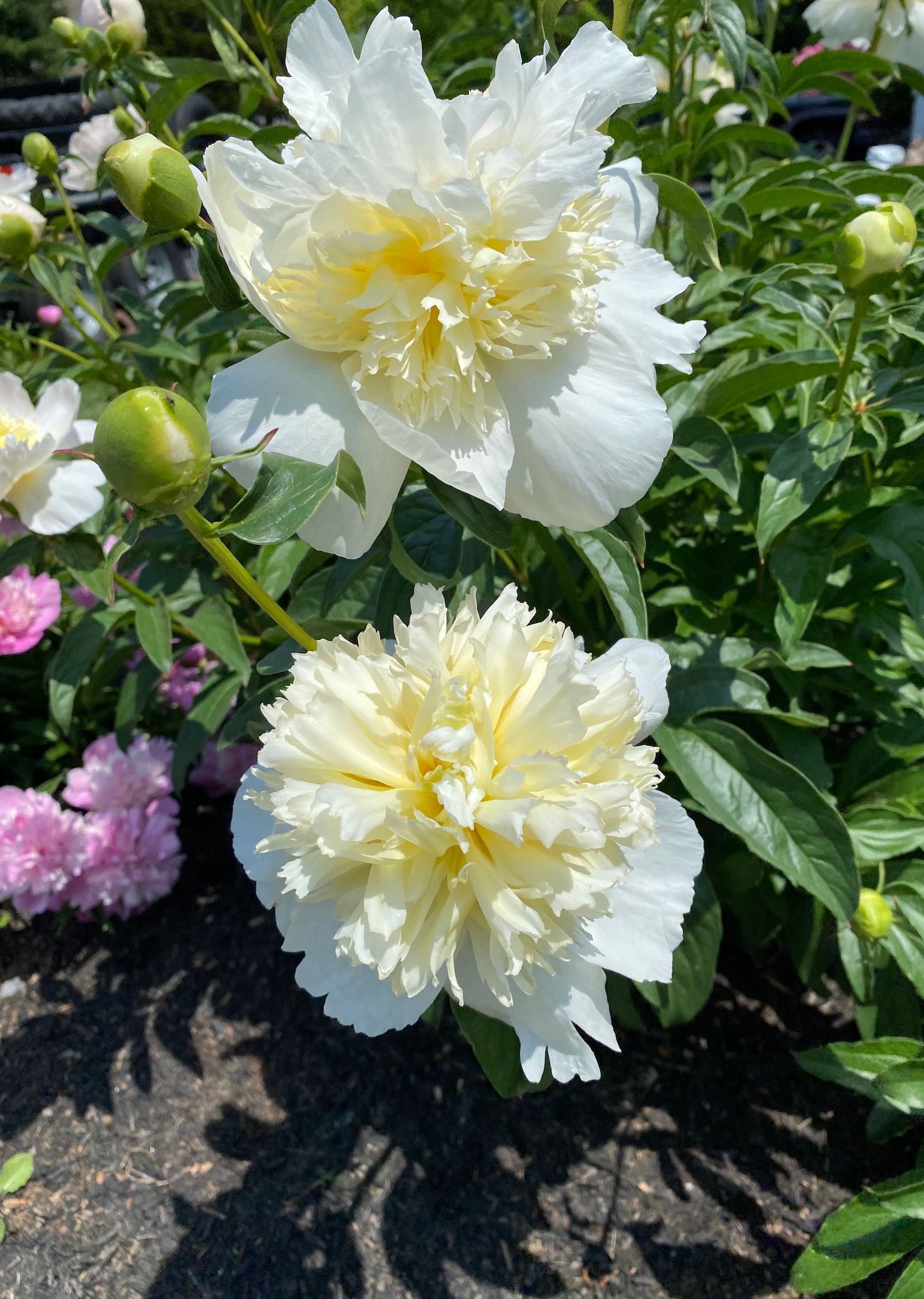 White and Cream Colored Peonies