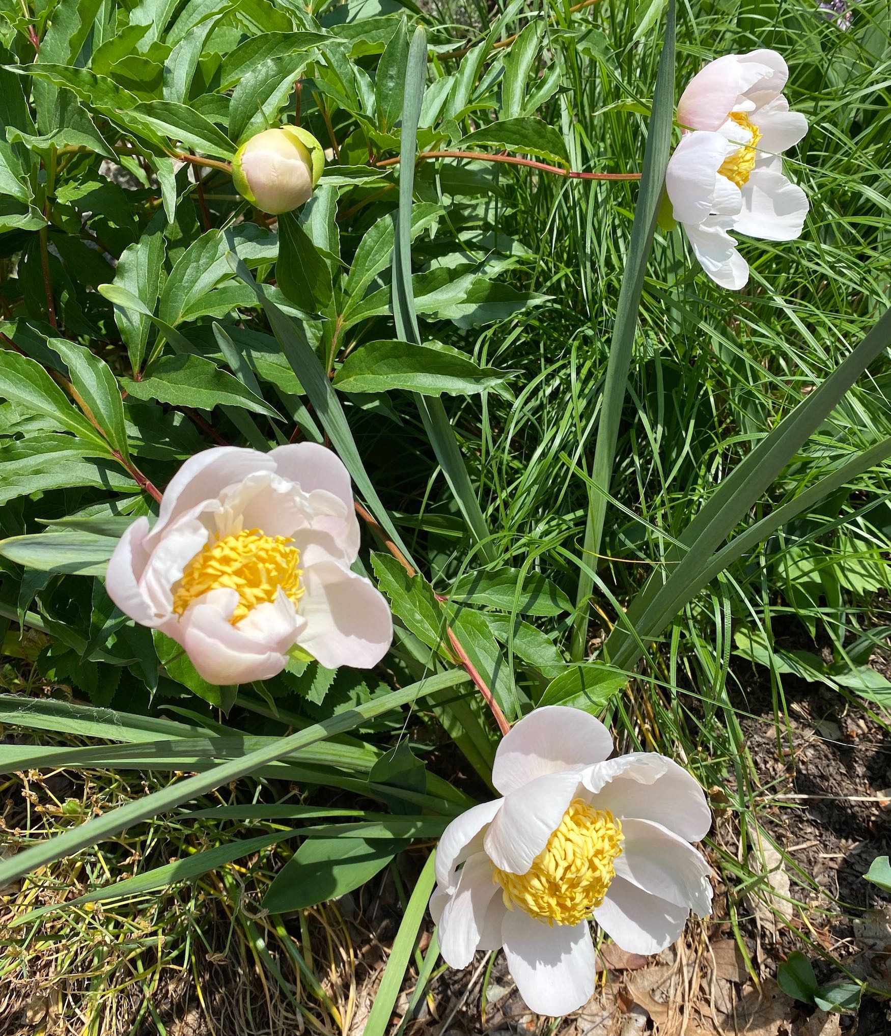 White Peonies with Large Yellow Centers