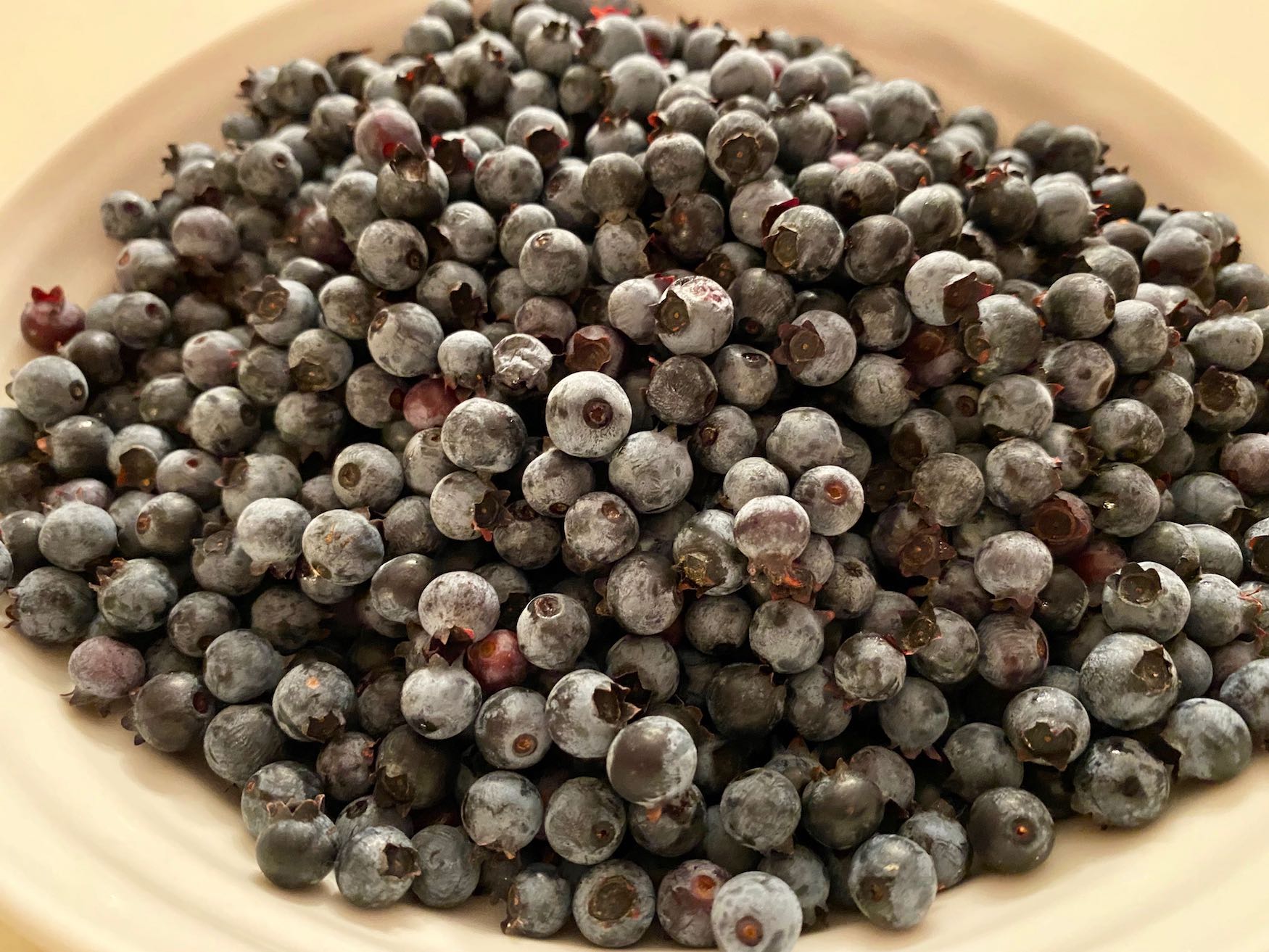 It's the weekend! Number 257, Bowl of Freshly Picked Wild Blueberries