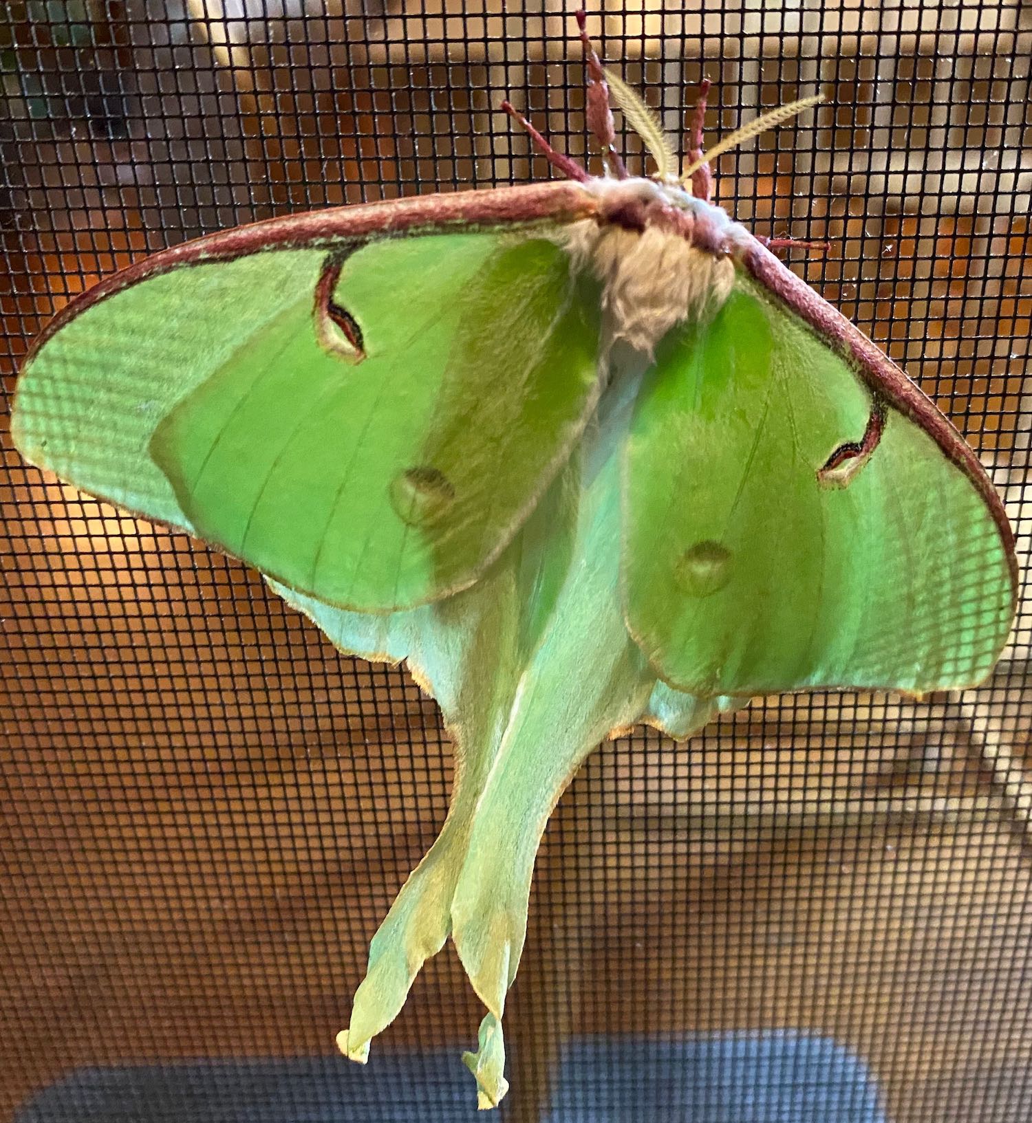 Luna Moth on Door Screen