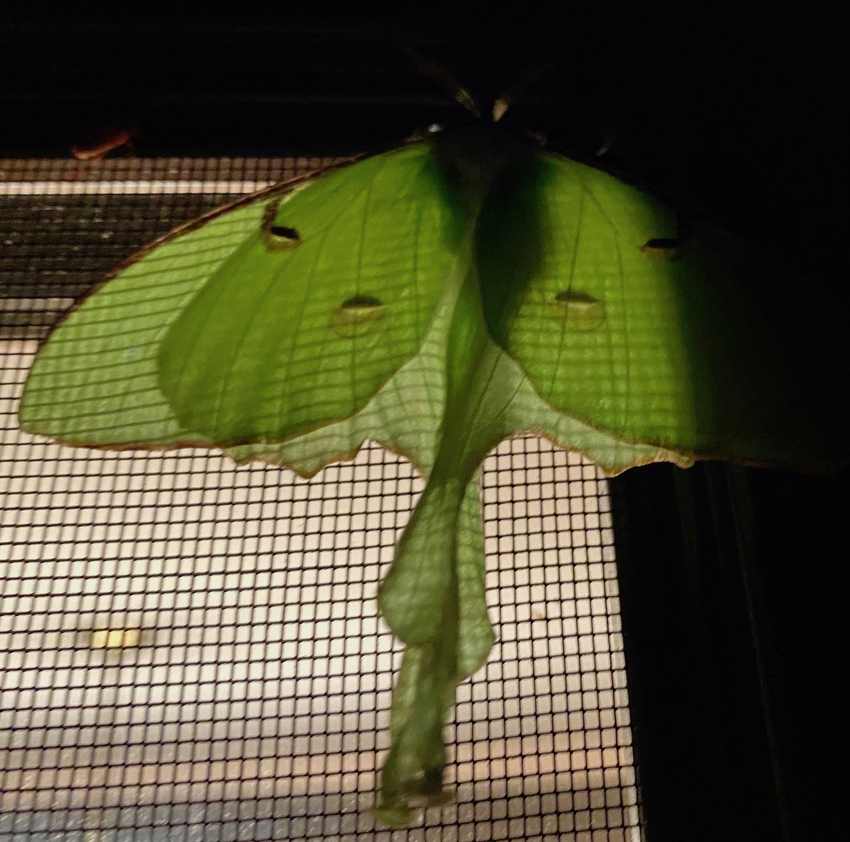It's the weekend! Number 258, Luna Moth at Night