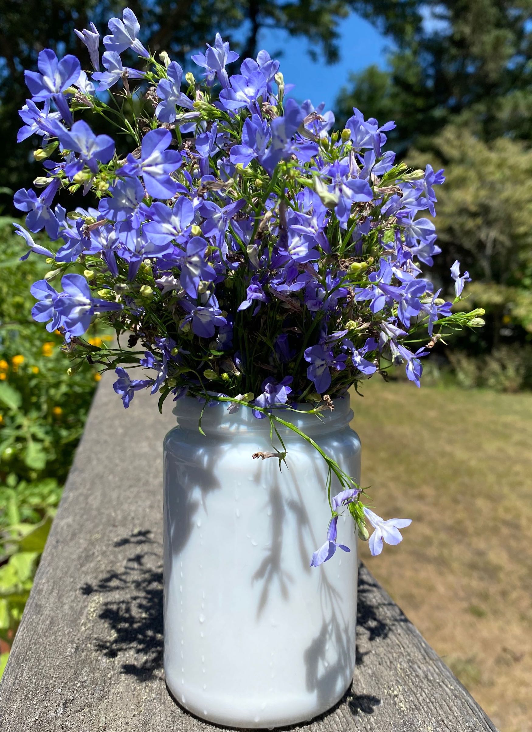 It's the weekend! Number 260, Lobelia in an Old Marmalade Jar