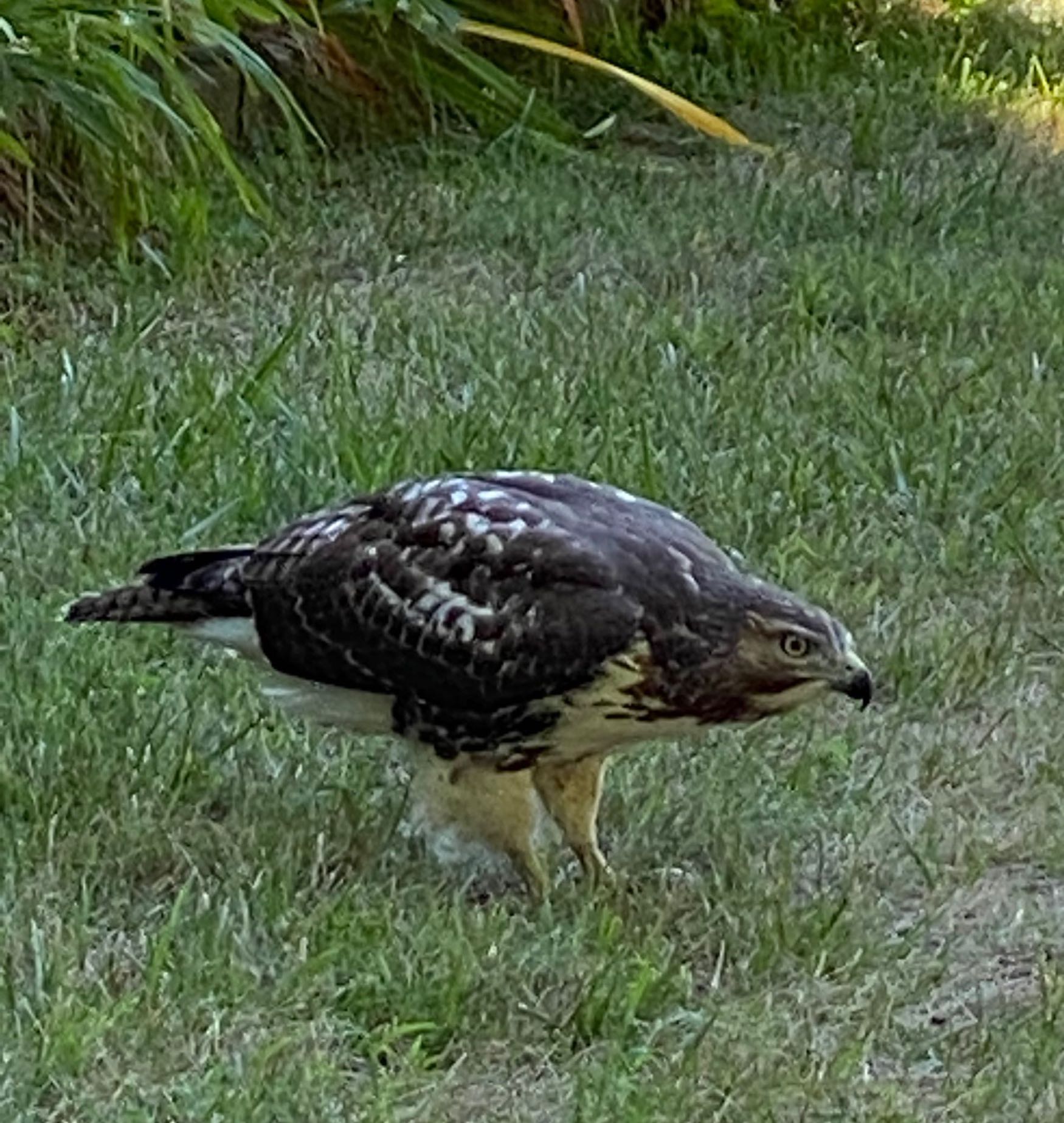 It's the weekend! Number 223,Hawk in My Backyard