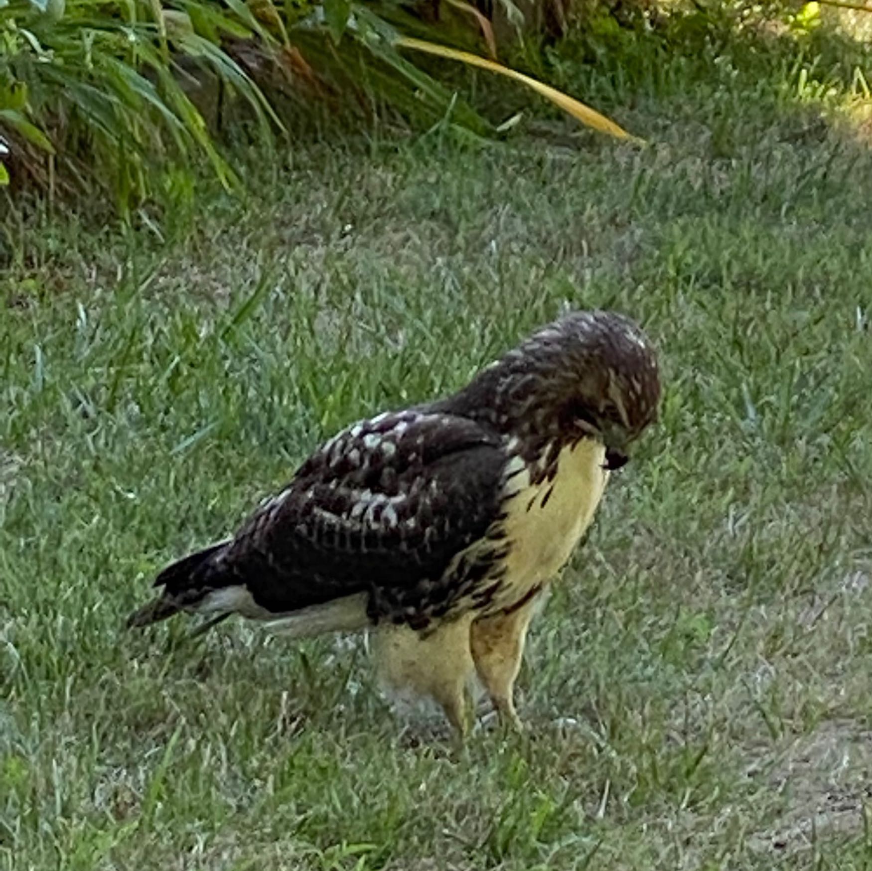Hawk in Looking at It's Prey, Hidden in the Grass