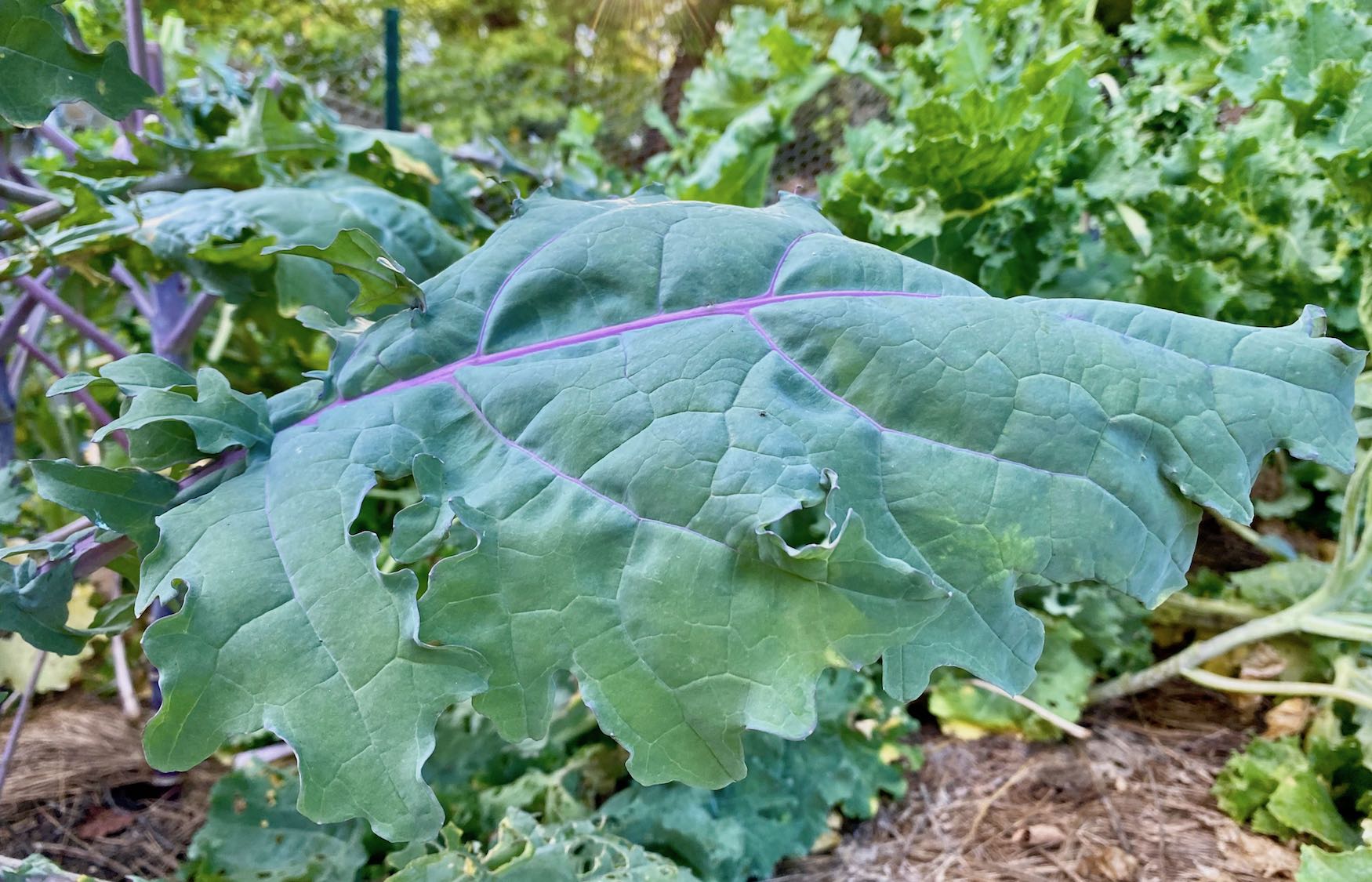 It's the weekend! Number 265, Kale in My Garden