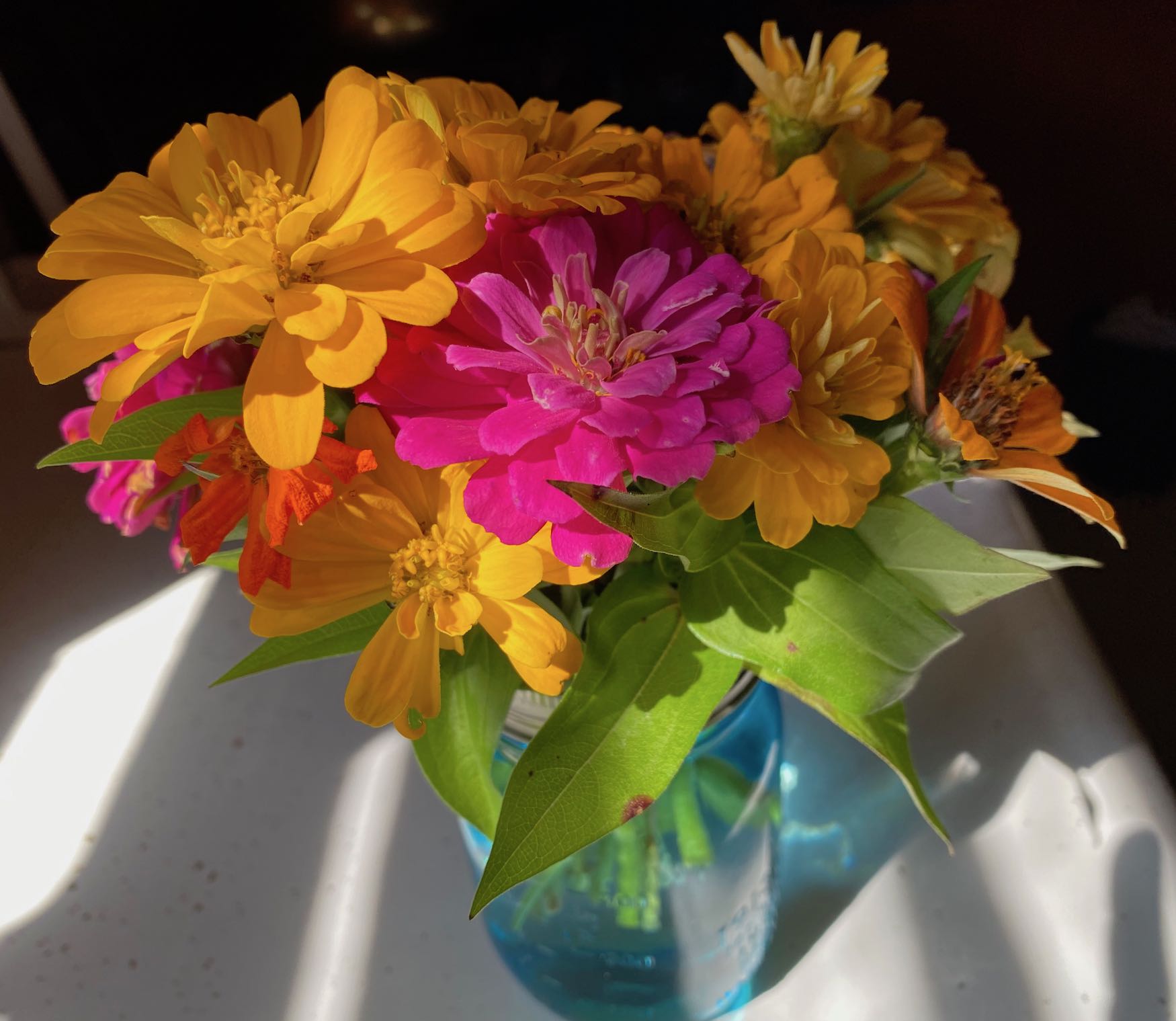 It's the weekend! Number 264, Zinnias on My Kitchen Counter