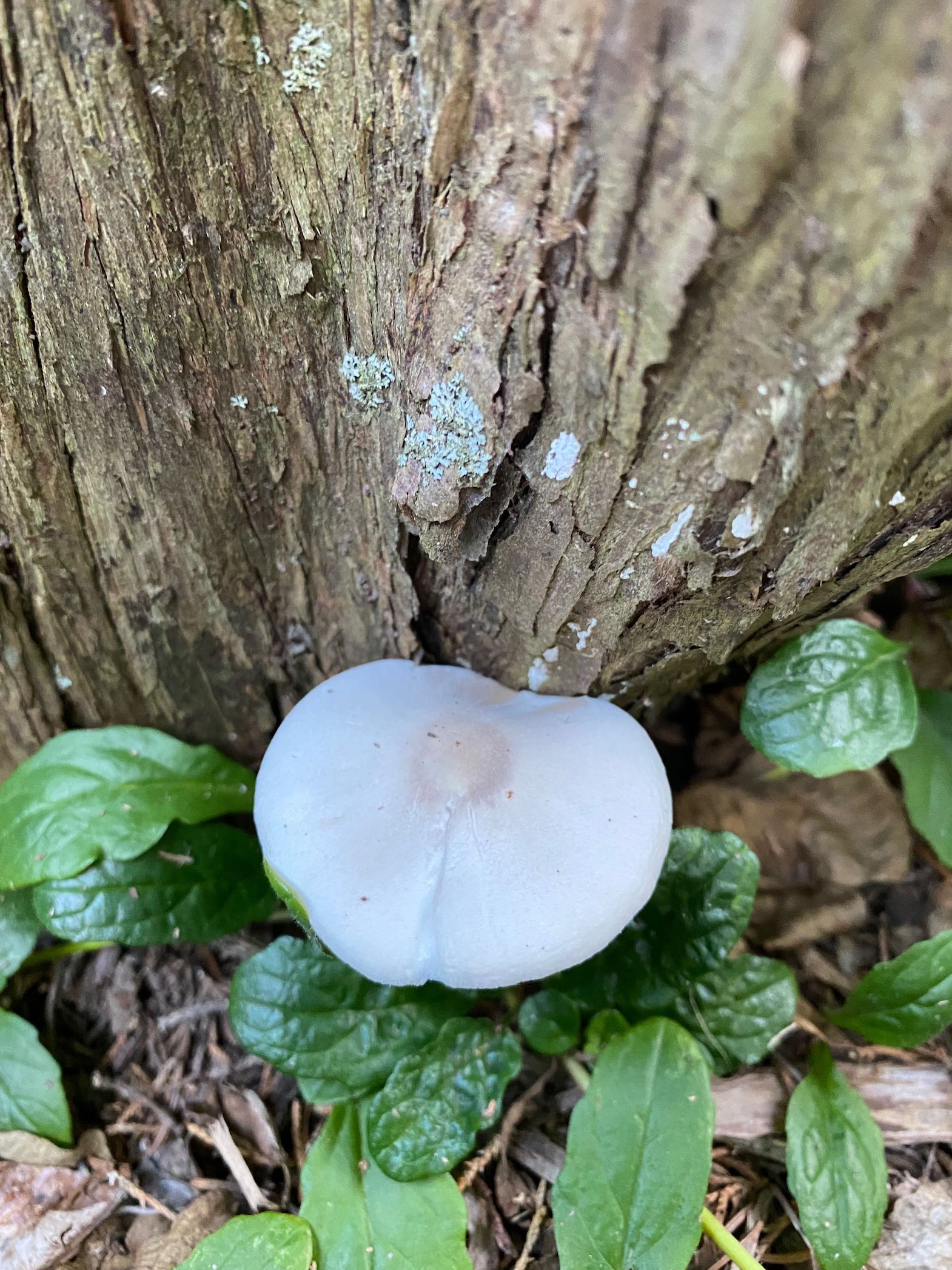It's the weekend! Number 268, A White Fungus at the Base of a Cedar Tree