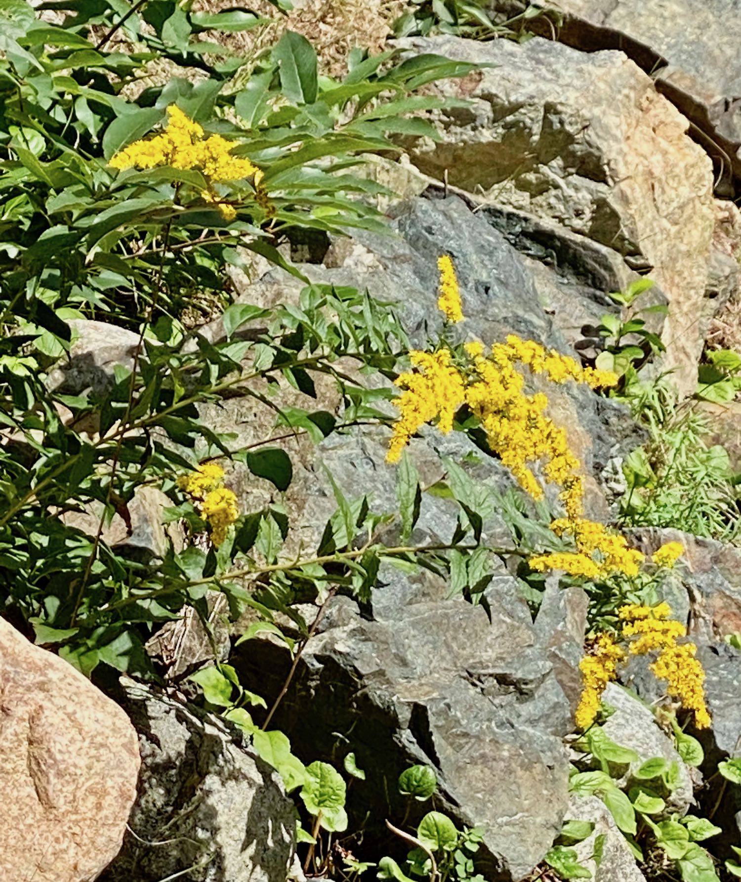 Goldenrod Blooms Against a Stone Wall