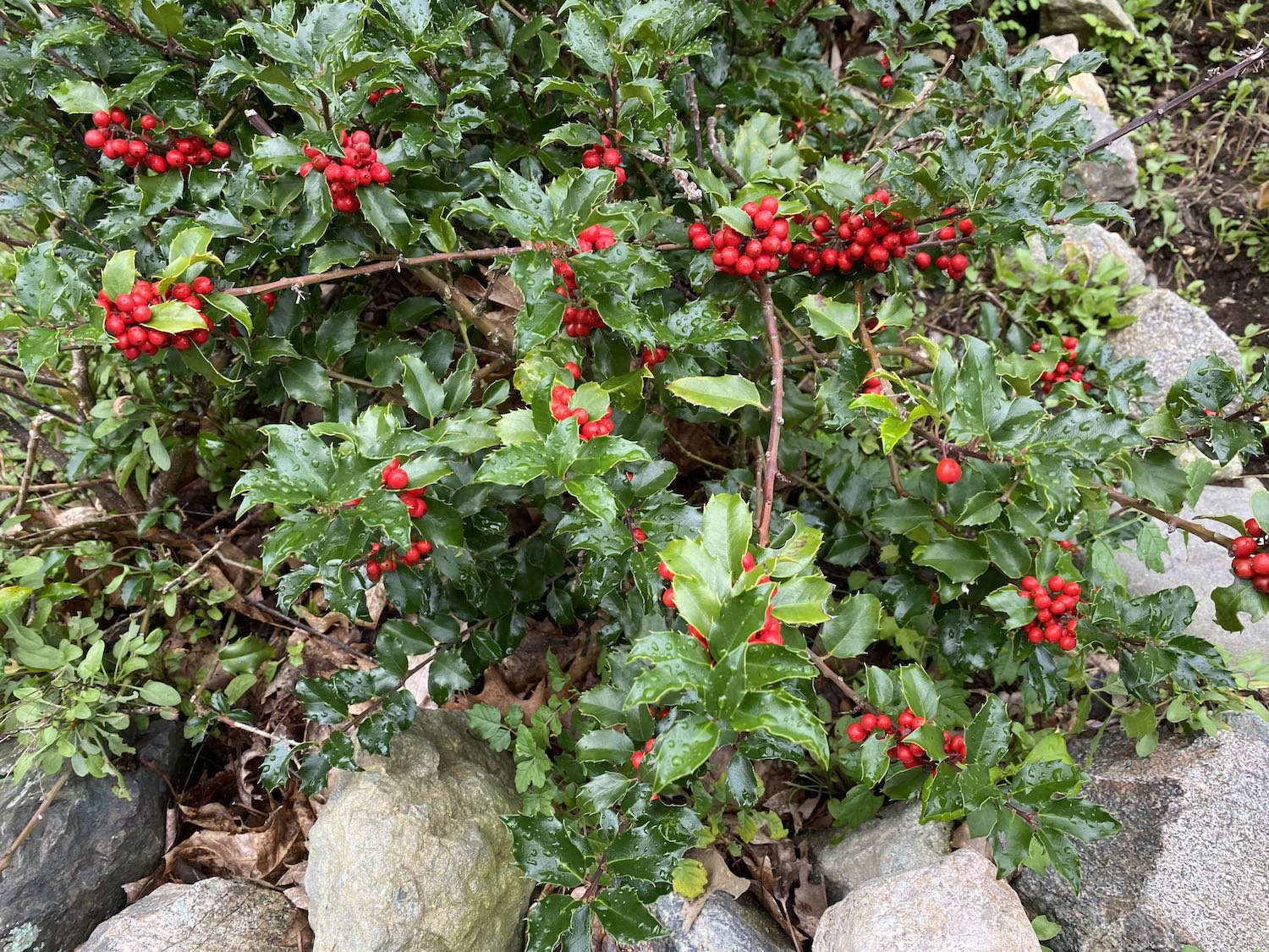 Red Holly Berries with a Green Backdrop