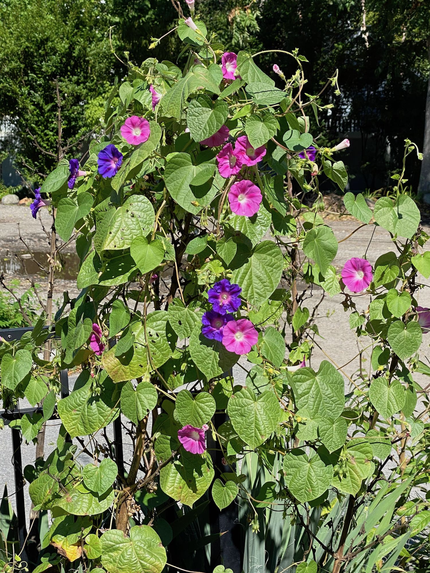 Pink and Purple Morning Glories