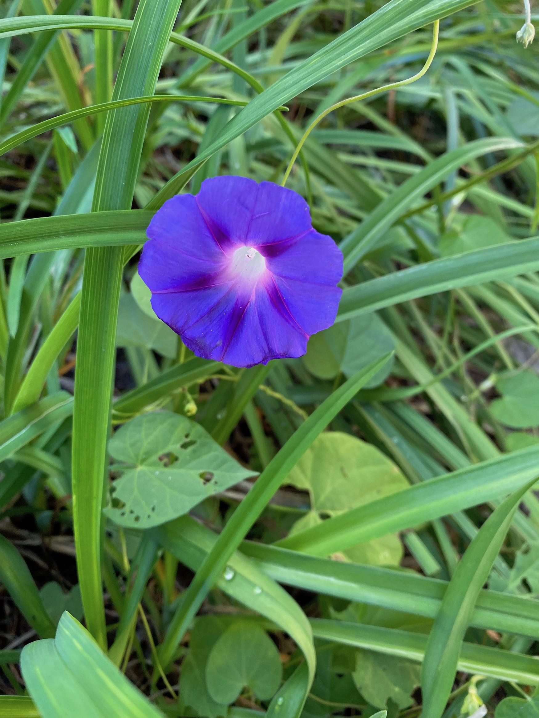 It's the weekend! Number 267, Morning Glory Volunteer in the Grass