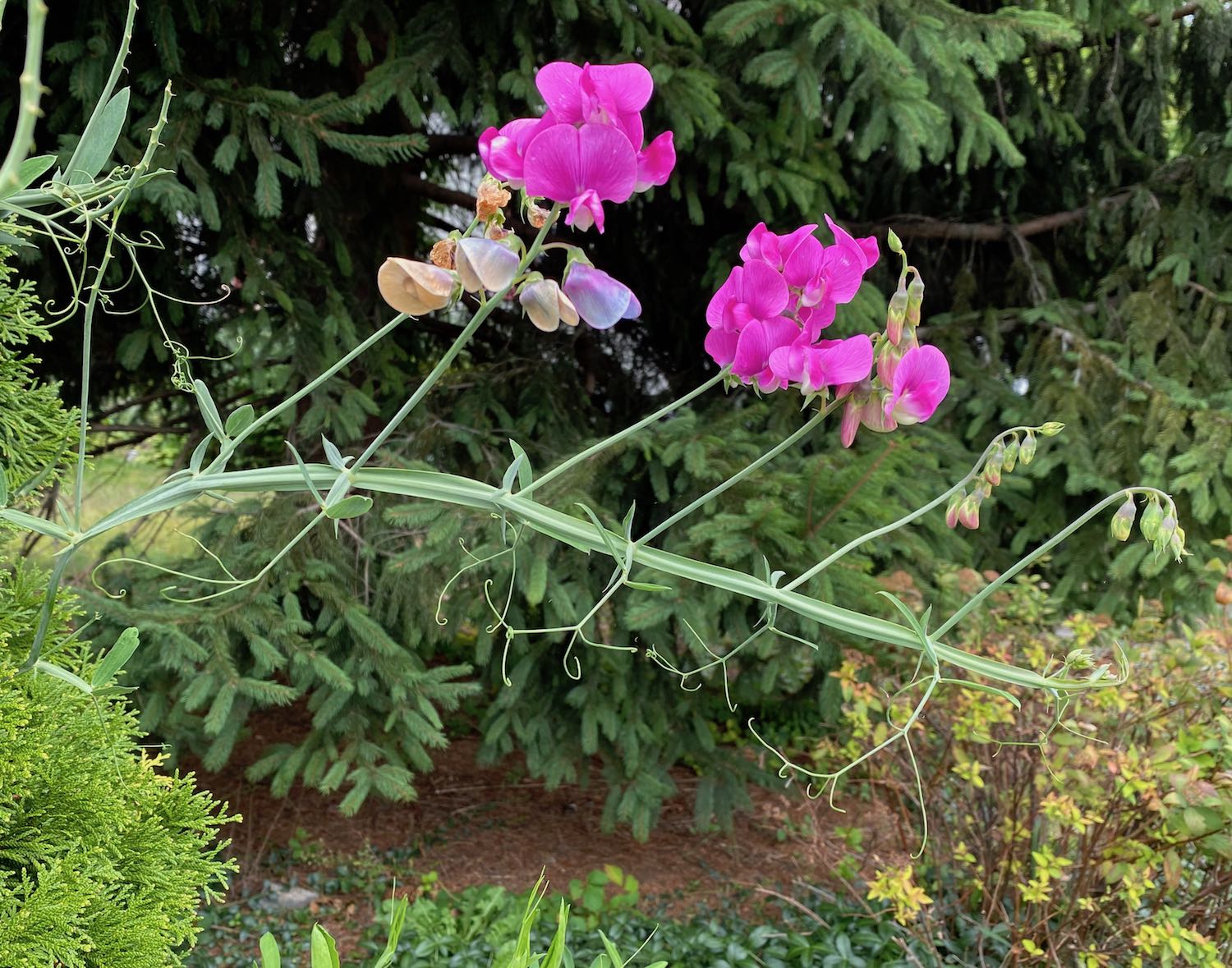 Pink Sweet Pea in Front of a Pine Tree
