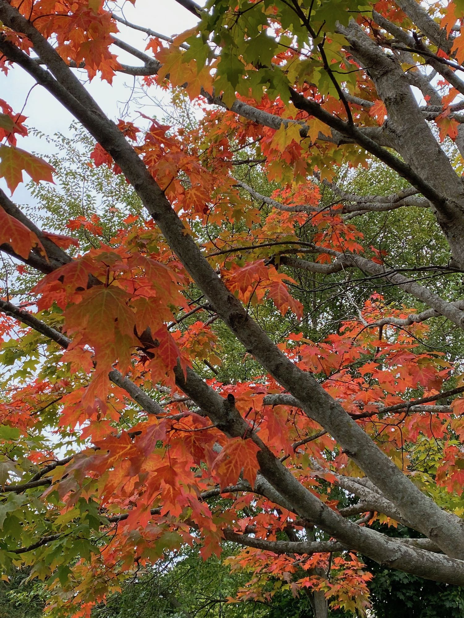 Beautiful Colors of Fall Foliage on a Maple Tree