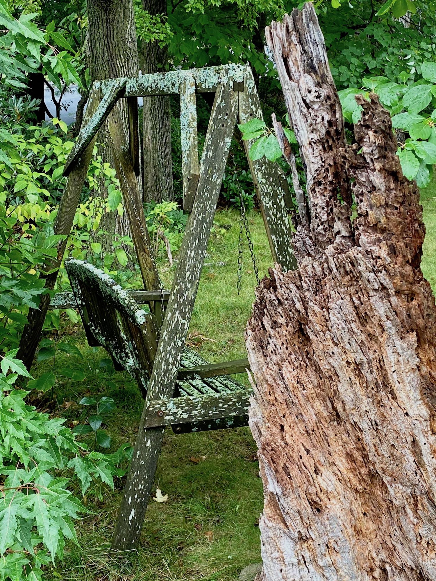 It's the weekend! Number 266, Lichen-Covered Wood Swing Chair in a Backyard