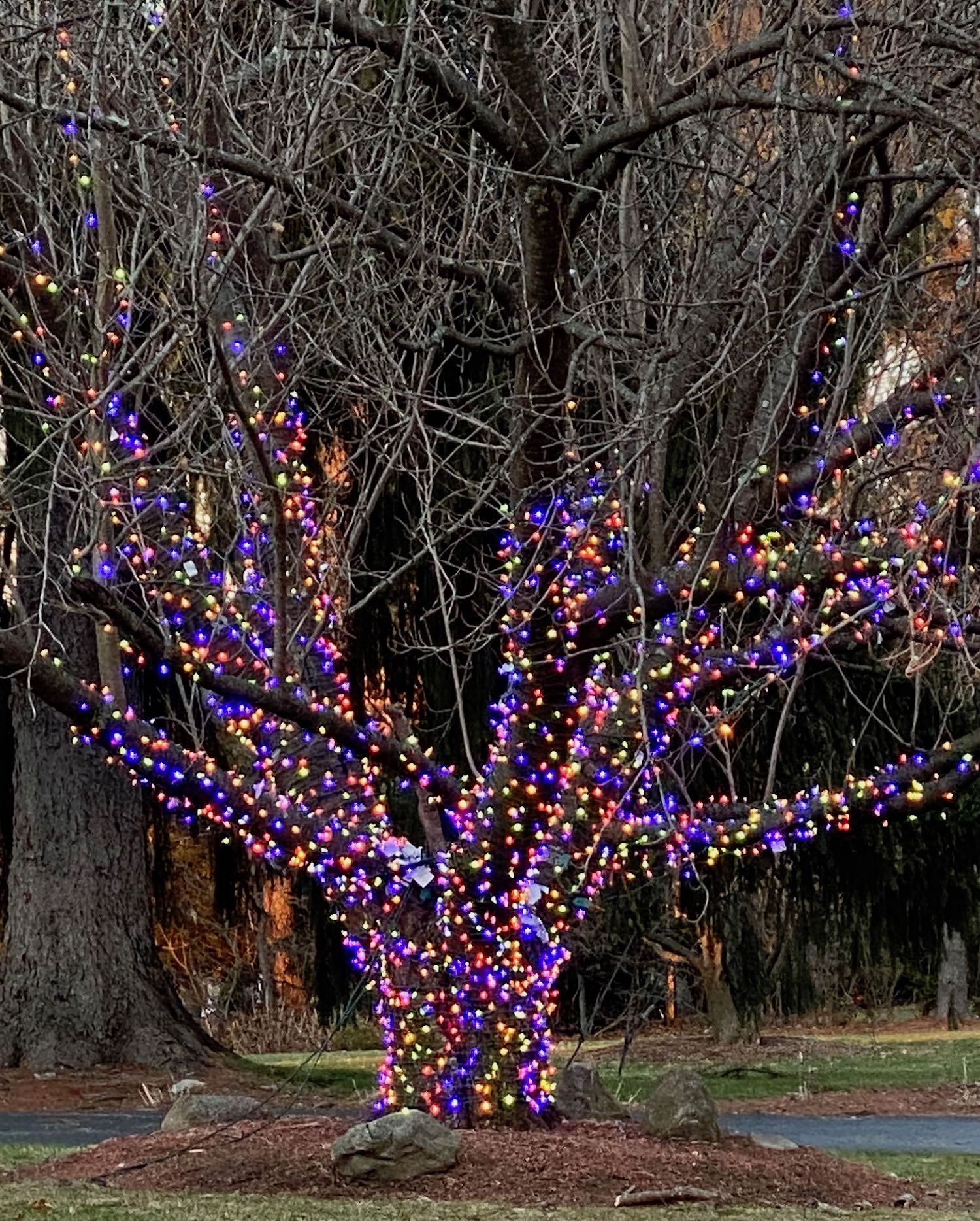 It's the weekend! Number 274, Neighborhood Tree Decorated with Holiday Lights