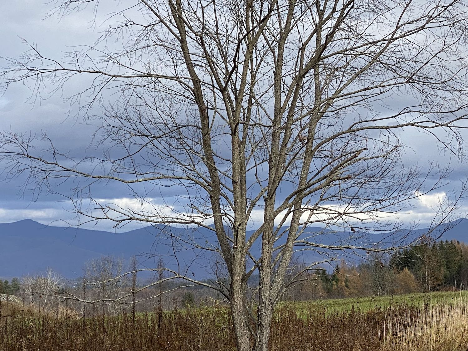 It's the weekend! Number 275, A Fall Tree and Mountains in Northern N.H.
