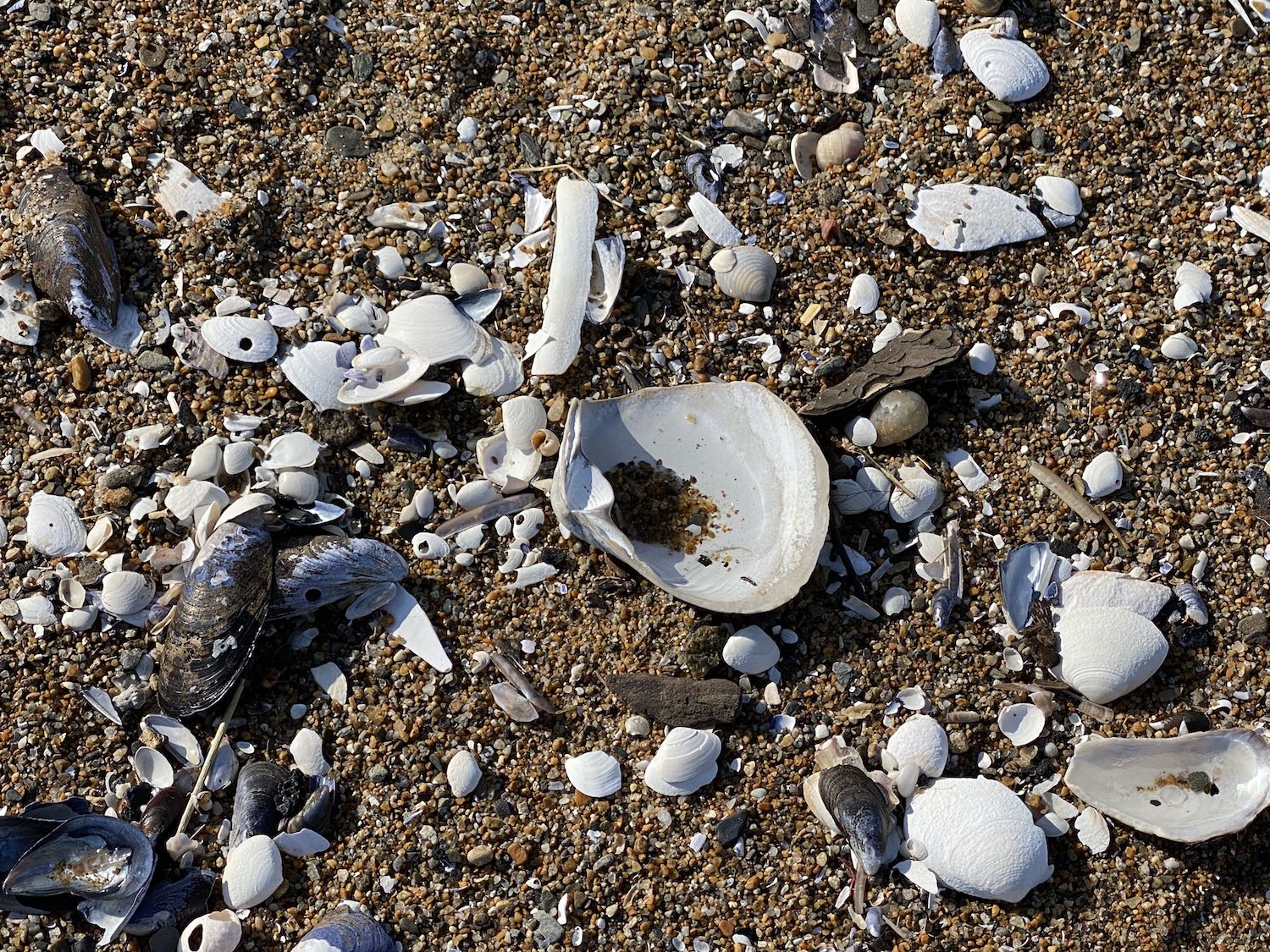 It's the weekend! Number 285, Seashells on the Beach
