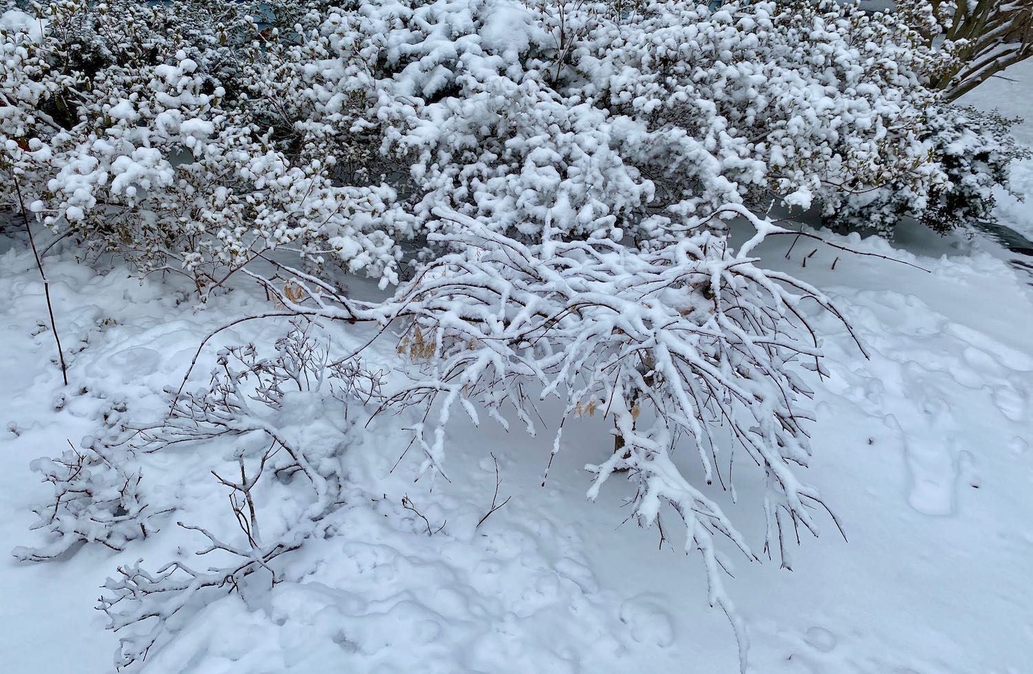 It's the weekend! Number 284, Snow-Covered Shrubs