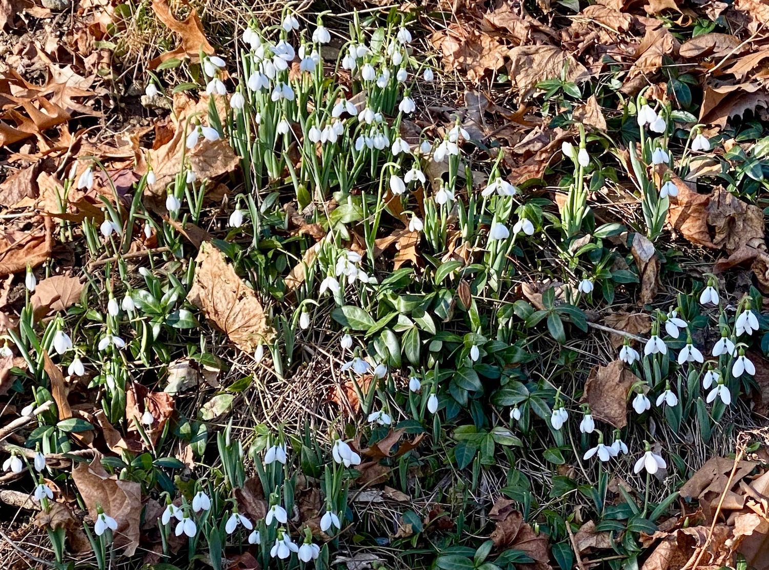 It's the weekend. Number 283, Snowdrops in the Sun
